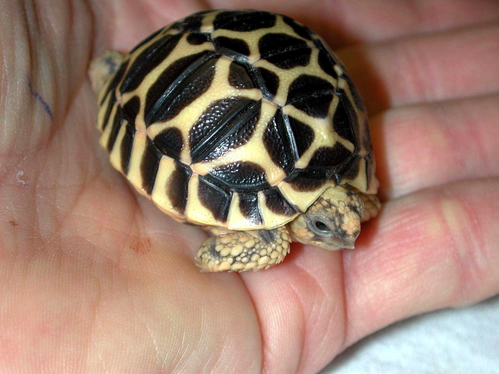 Rules of the Jungle: The Indian Star Tortoise