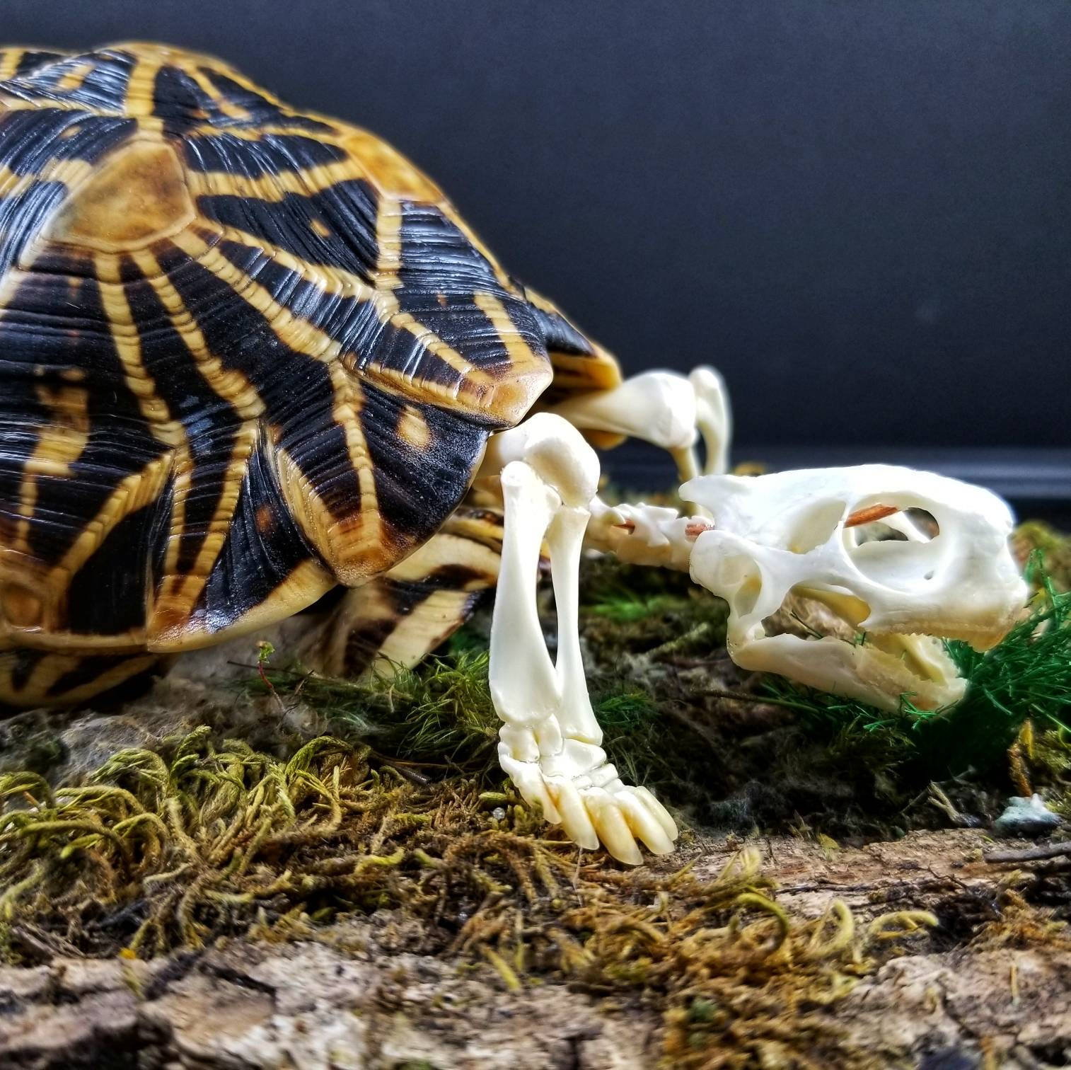 Indian Star Tortoise Skeleton in Glass Display Diorama | Modified ...