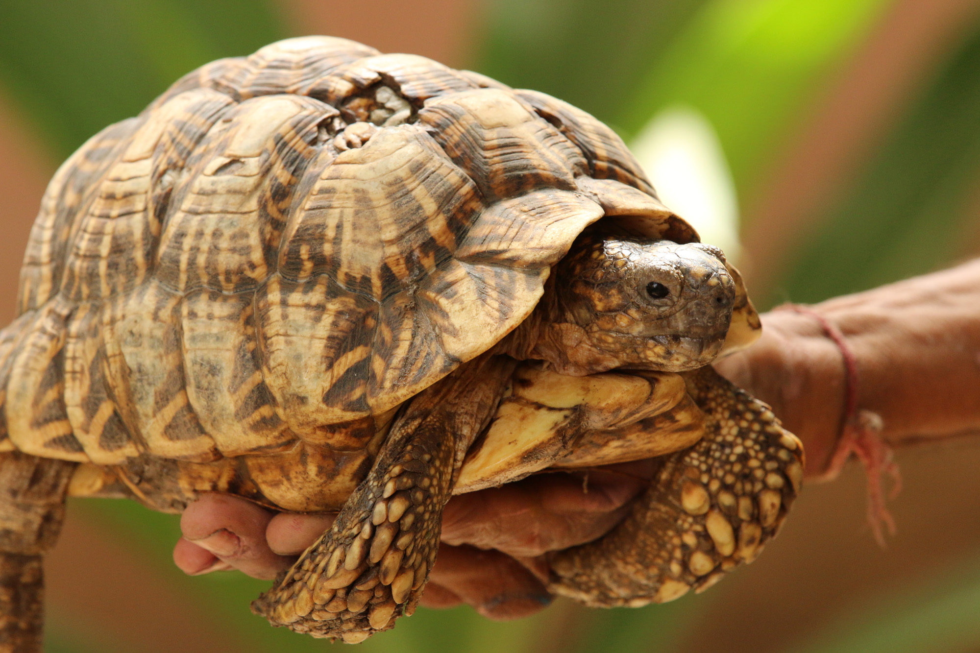 Investigating the illegal trade of Indian Star tortoises | World ...