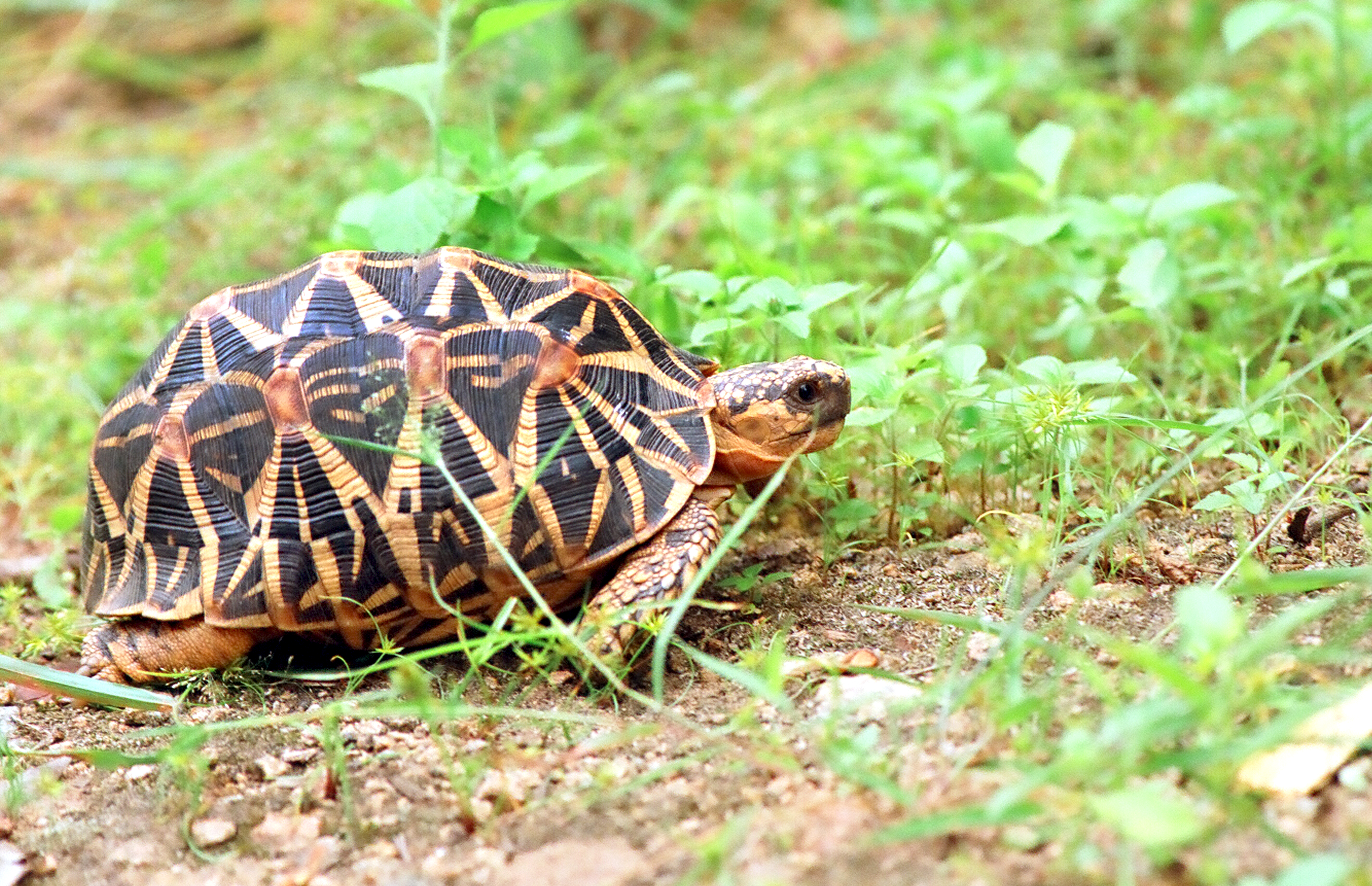 File:Indian star tortoise by N. A. Naseer.jpg - Wikimedia Commons