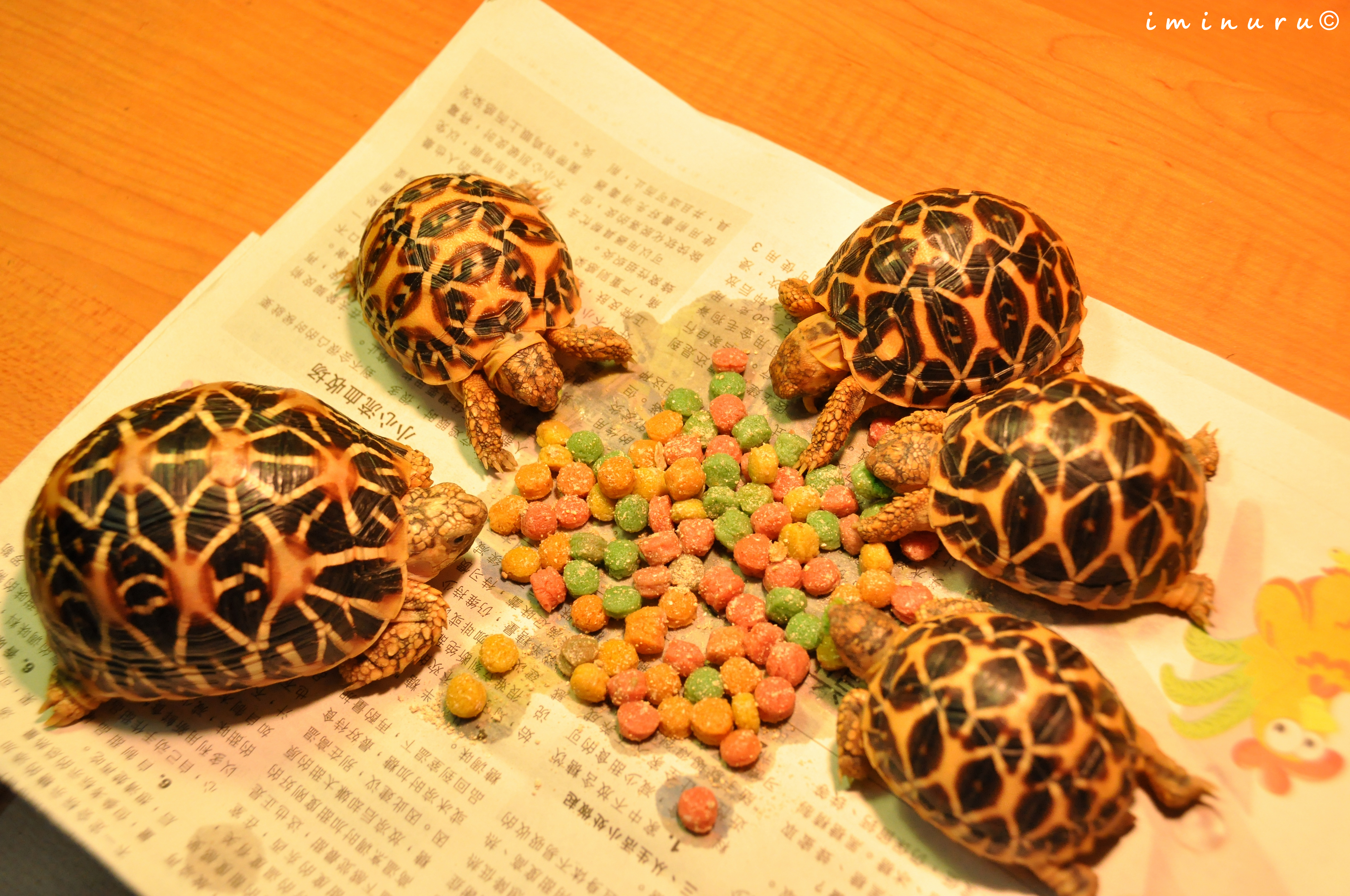Indian Star Tortoise ( Geochelone elegans ) | Luke Chua's Blog
