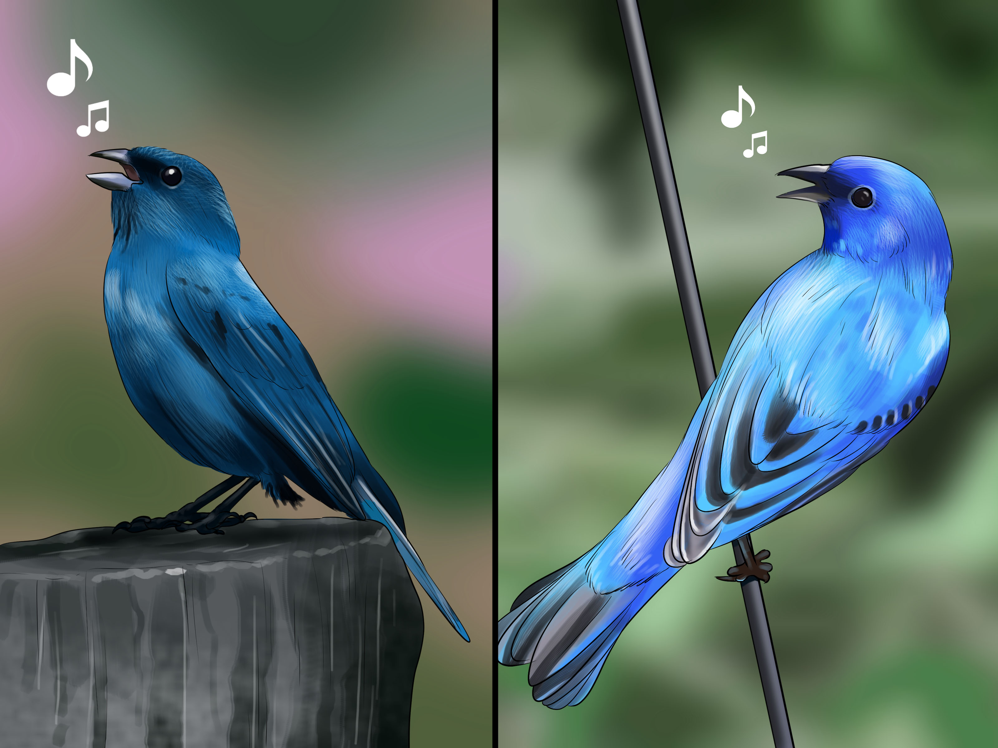 How to Identify an Indigo Bunting: 8 Steps (with Pictures)