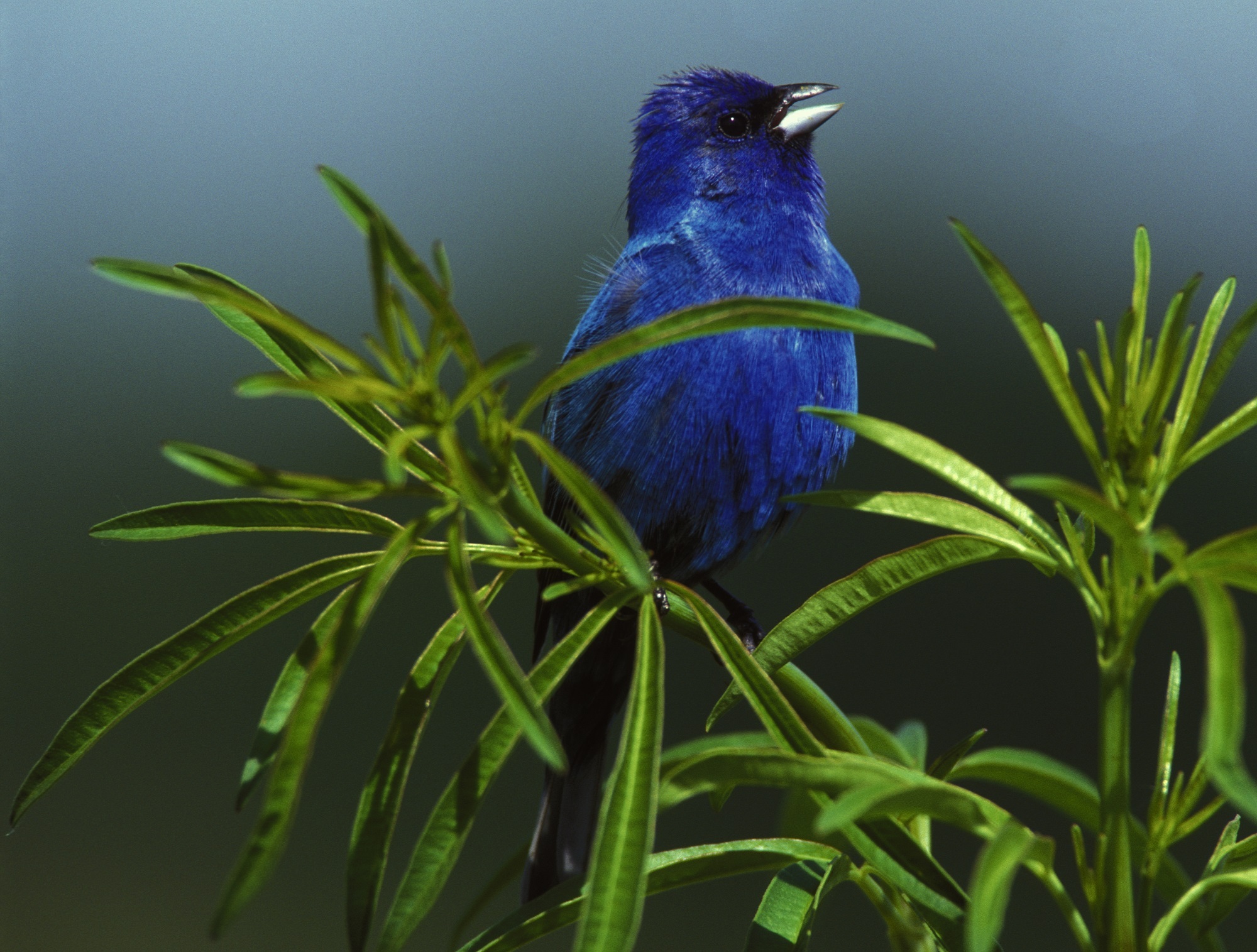 indigo blue bunting bird