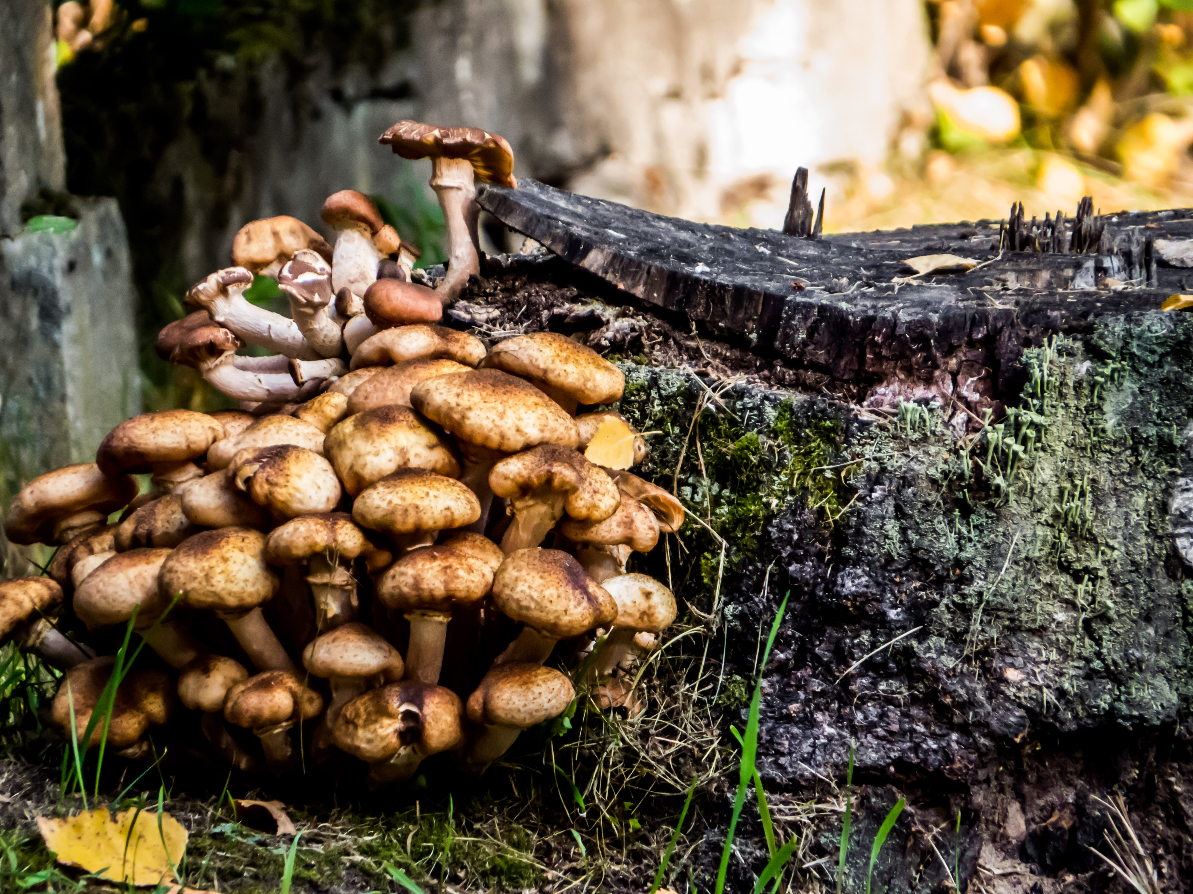 Inedible mushrooms photo