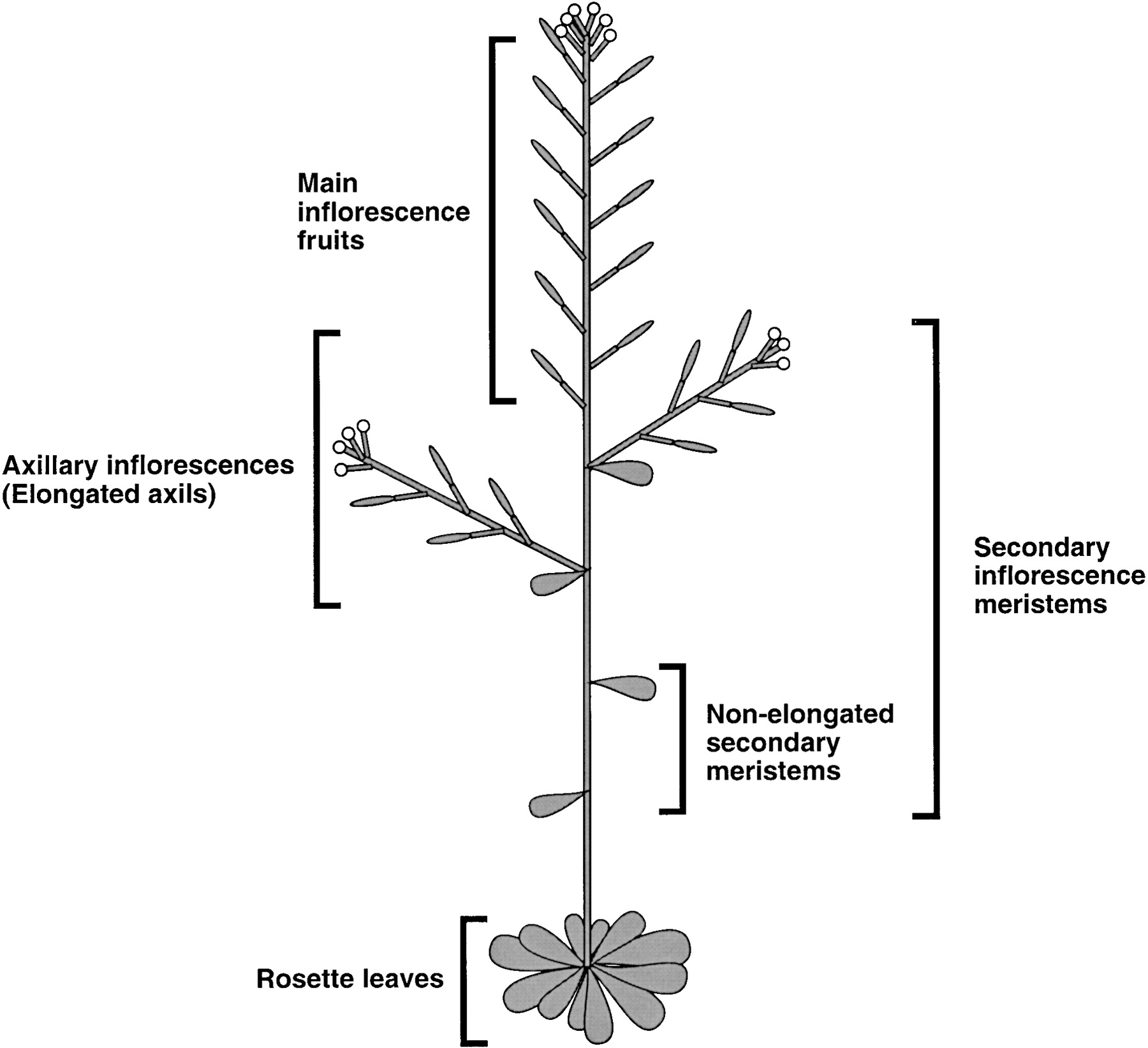 Quantitative Trait Loci for Inflorescence Development in Arabidopsis ...