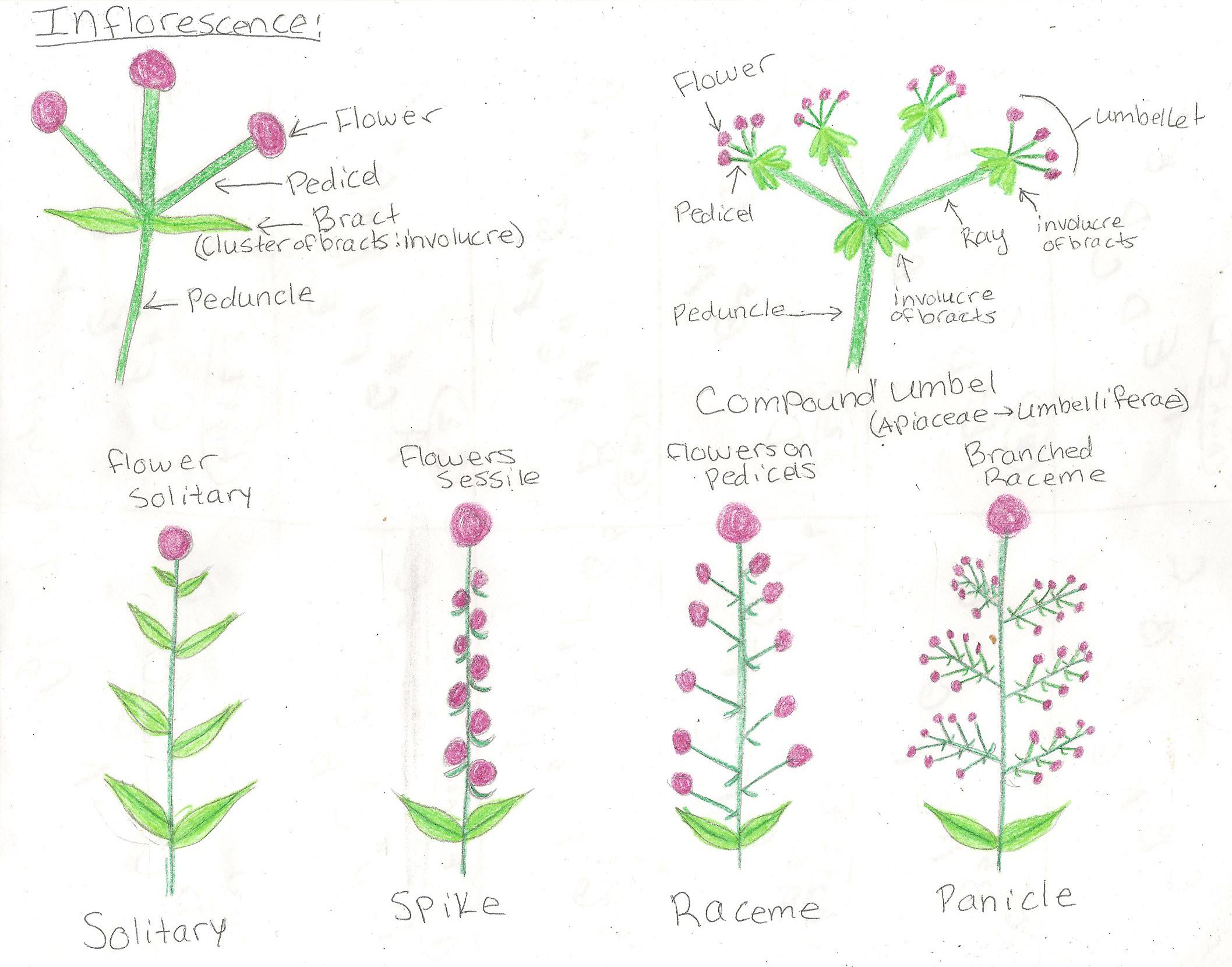 Basic Botany « Study Edible Plants