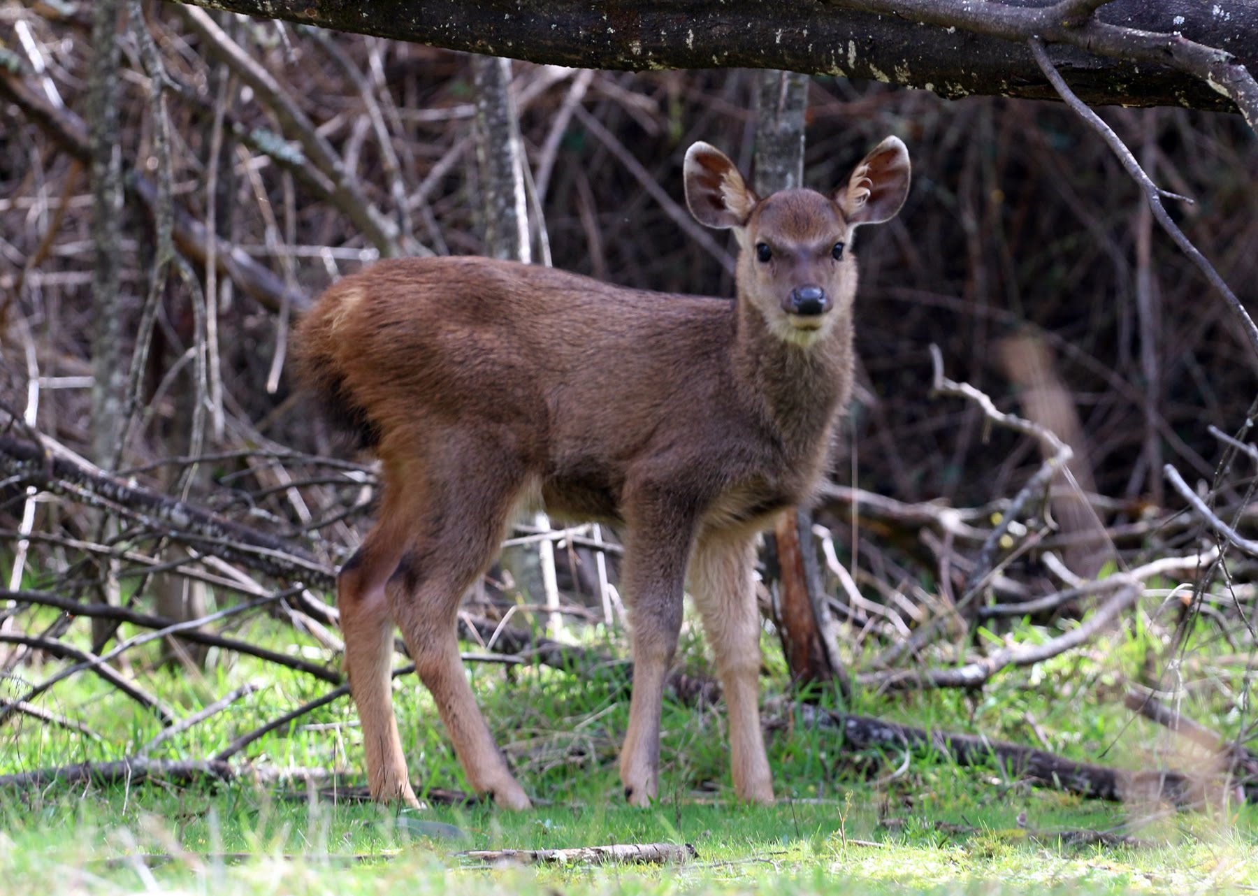 sambar deer fawn near Lake William Hovell - YouTube