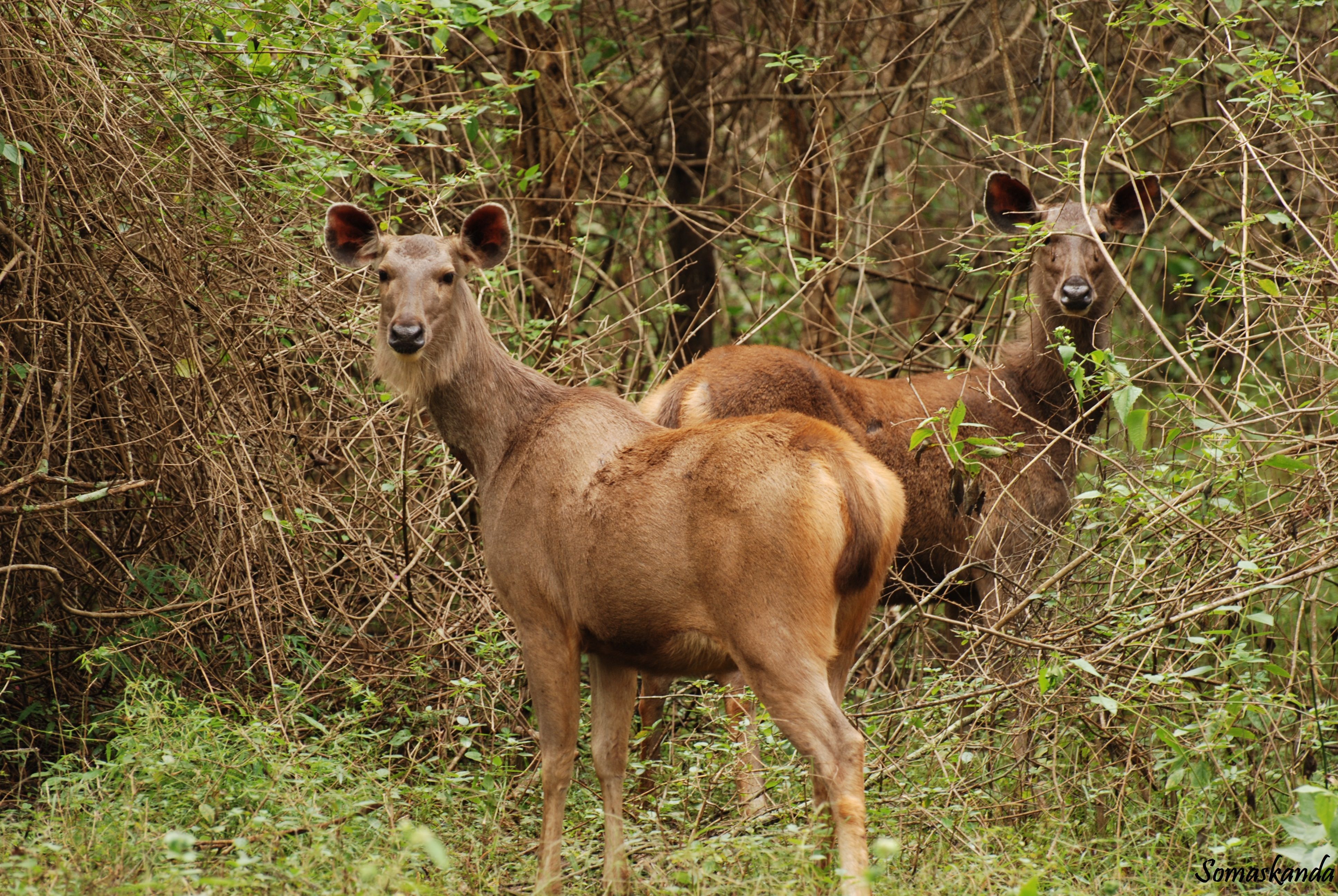 The week in wildlife | Sambar deer, Wildlife conservation and Wildlife