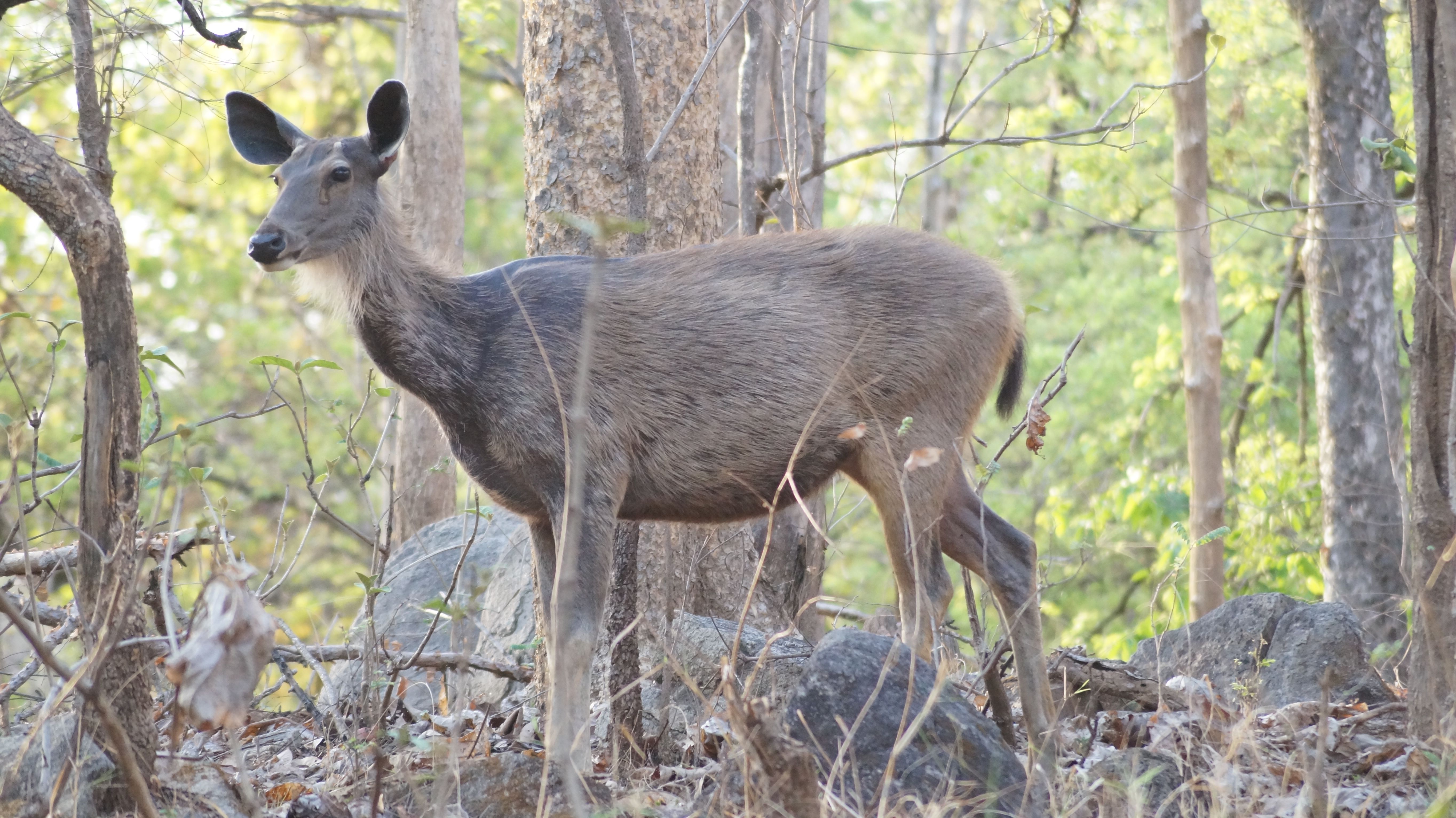 Sambar deer | Nature | Pinterest | Sambar deer