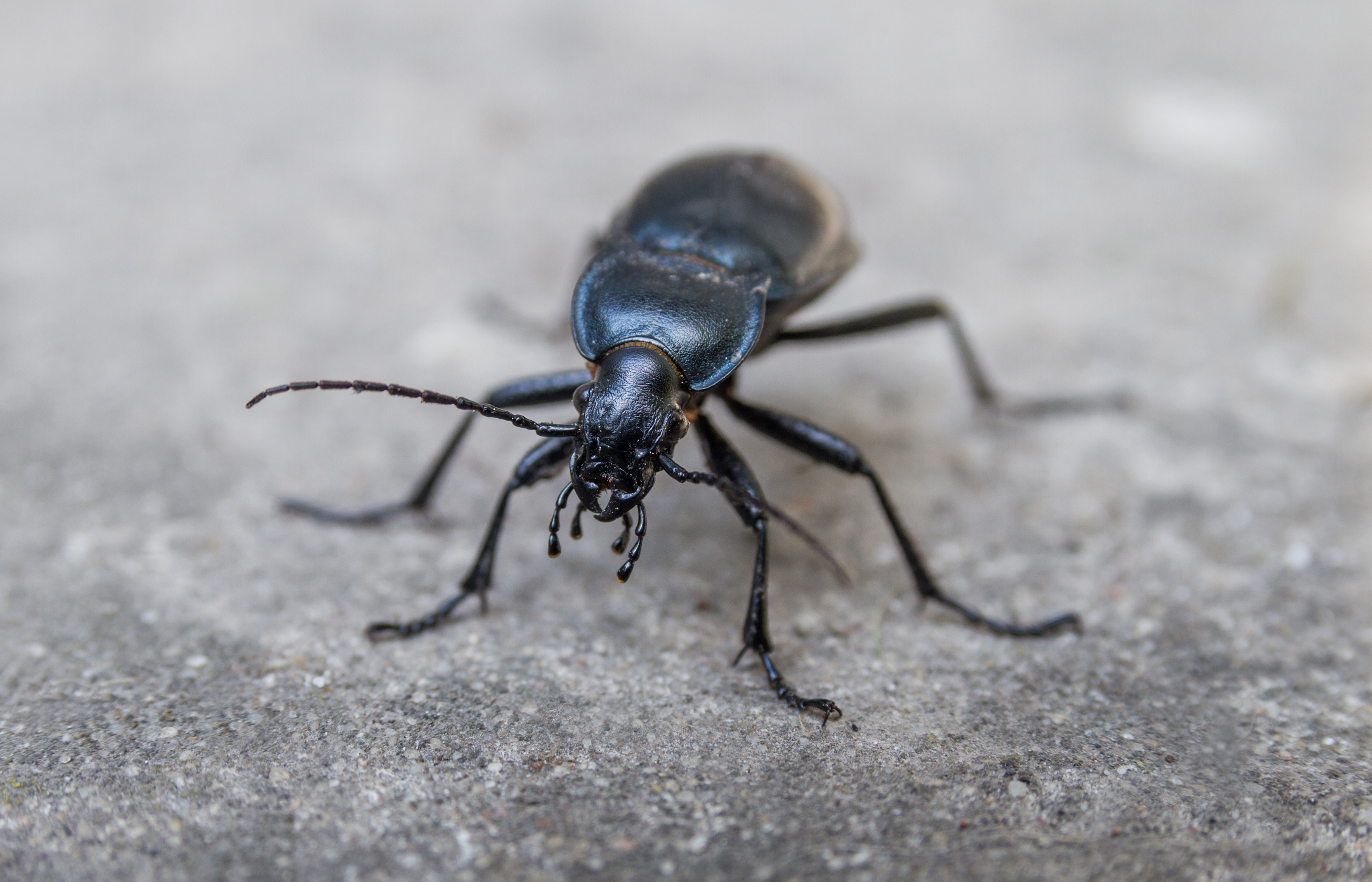 Insect - beetle bug photo