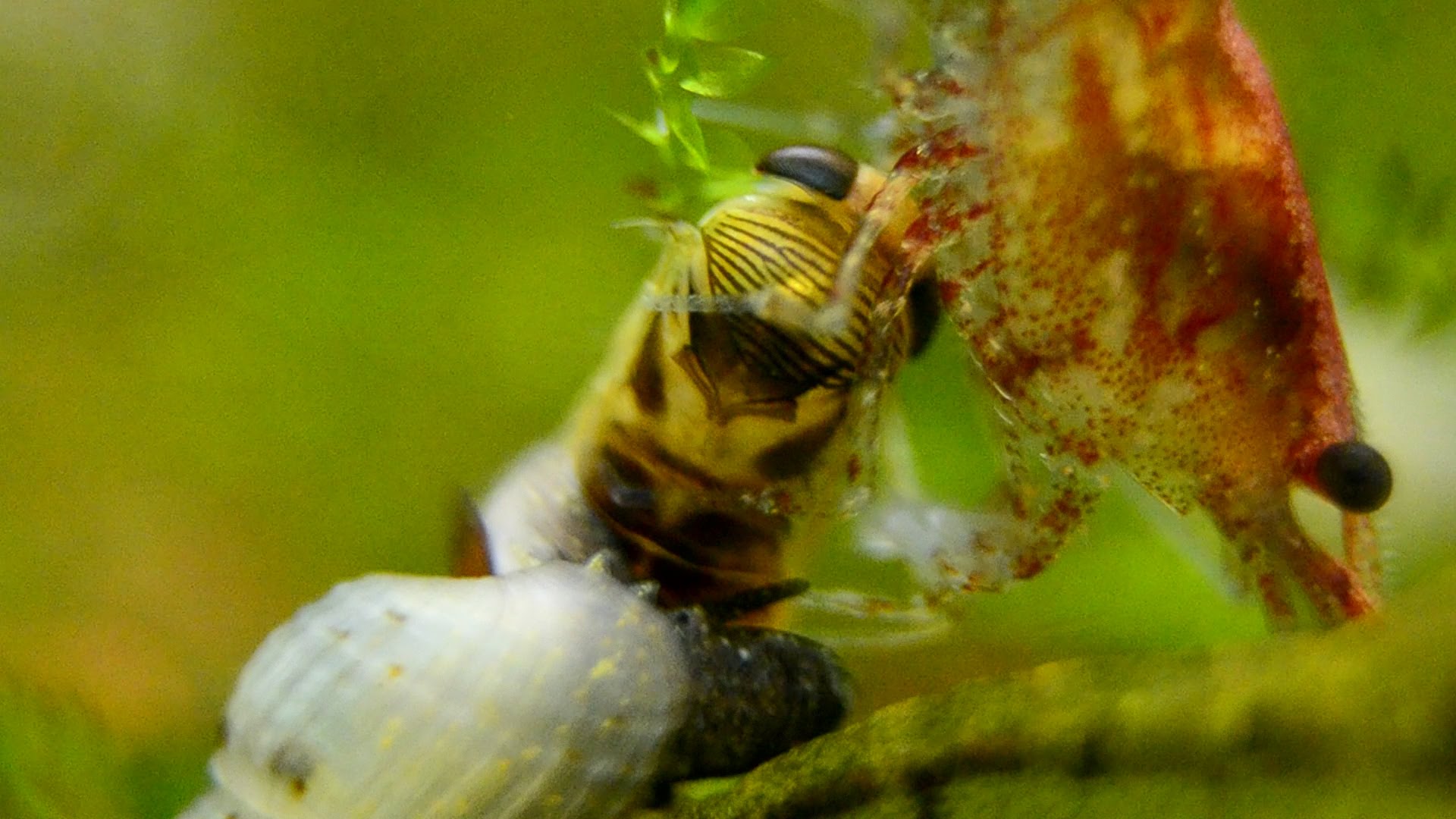Shrimp eating Insect in Aquarium [Macro - Close up] - YouTube
