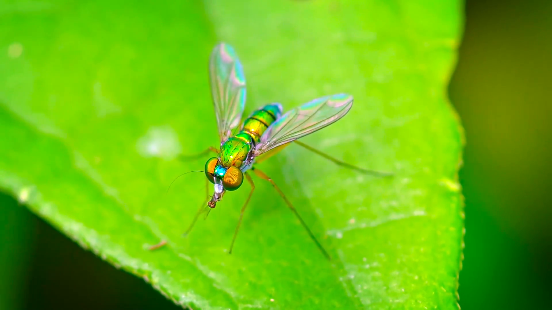 Closeup of a Predatory Long Legged Fly Eating Another Insect Stock ...