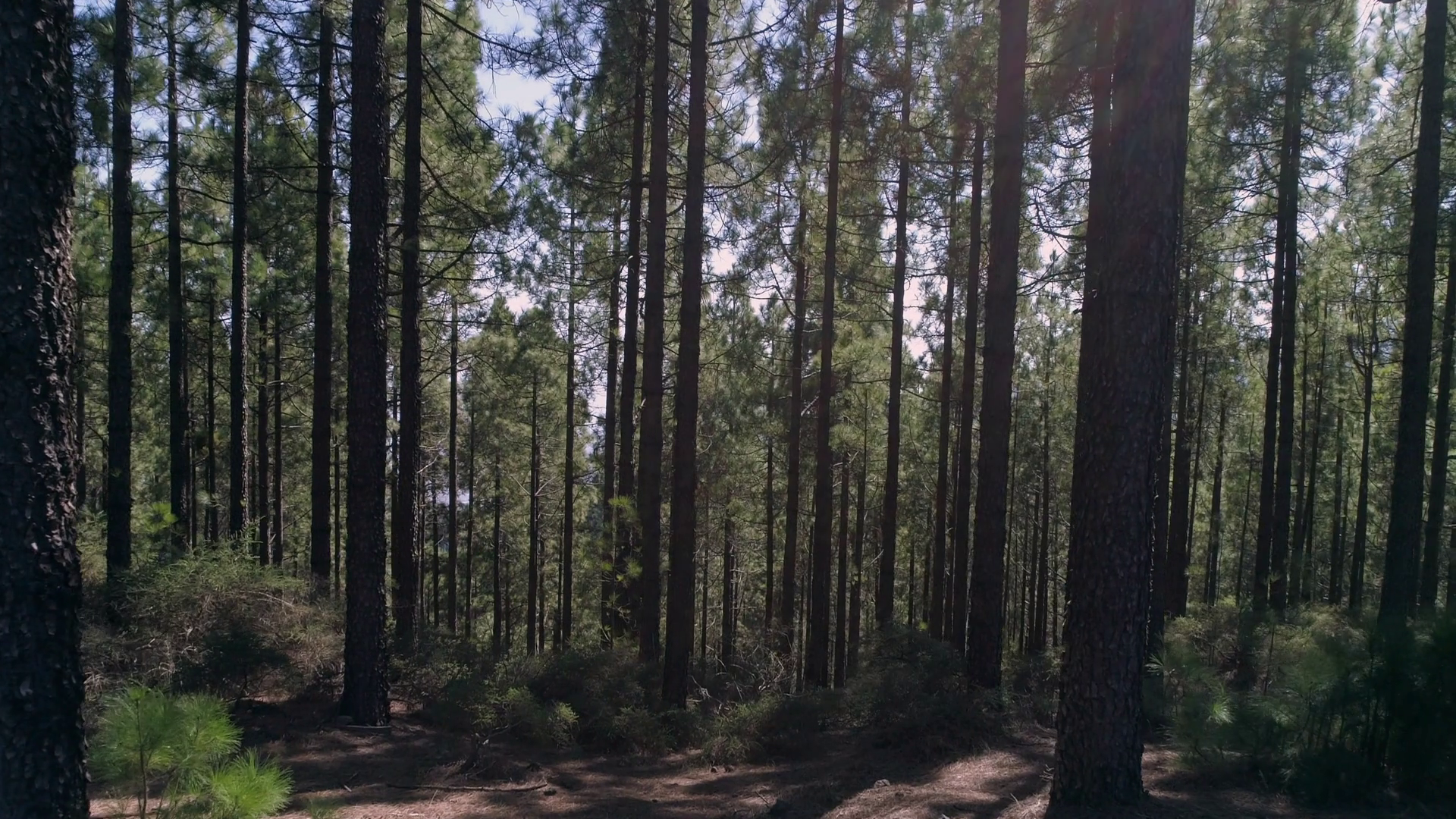 Aerial - Slow flight inside pine tree forest on a sunny summer day ...