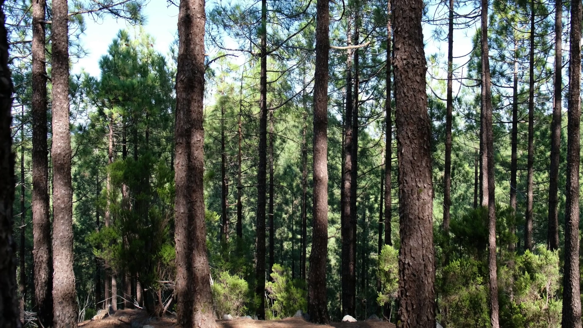 Inside the pine forest of Las Mercedes - Tenerife Stock Video ...