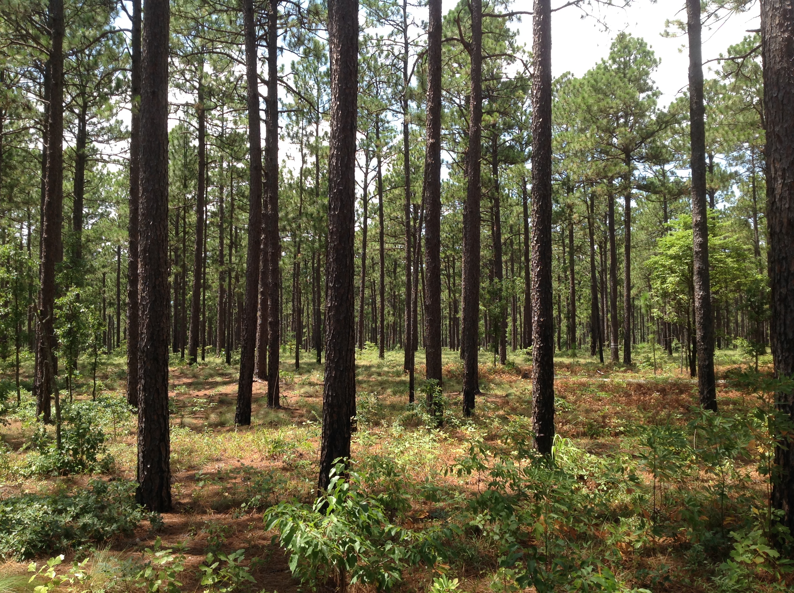 Finding Longleaf Pine in American History - Edge Effects