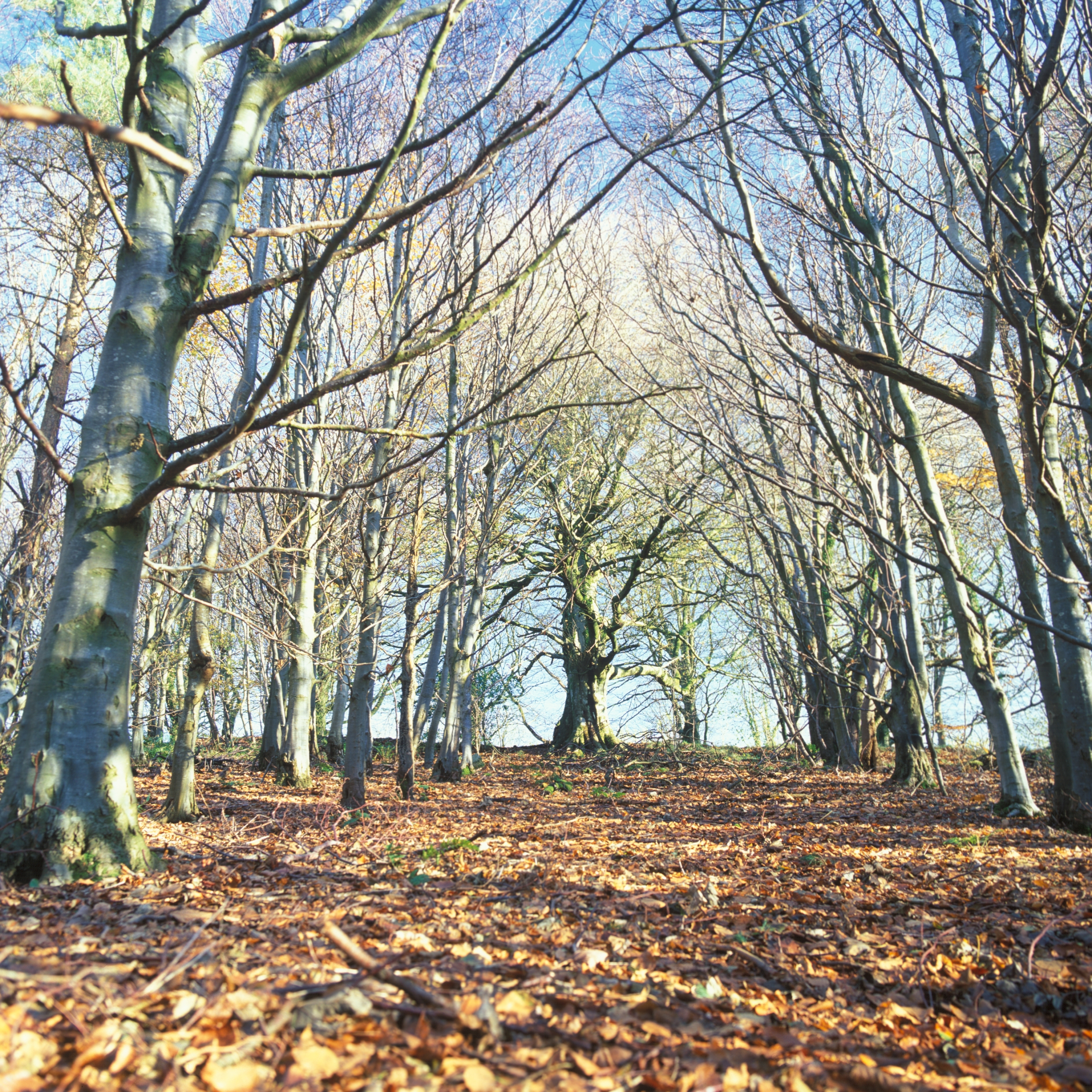 How to identify trees in winter - Woodland Trust