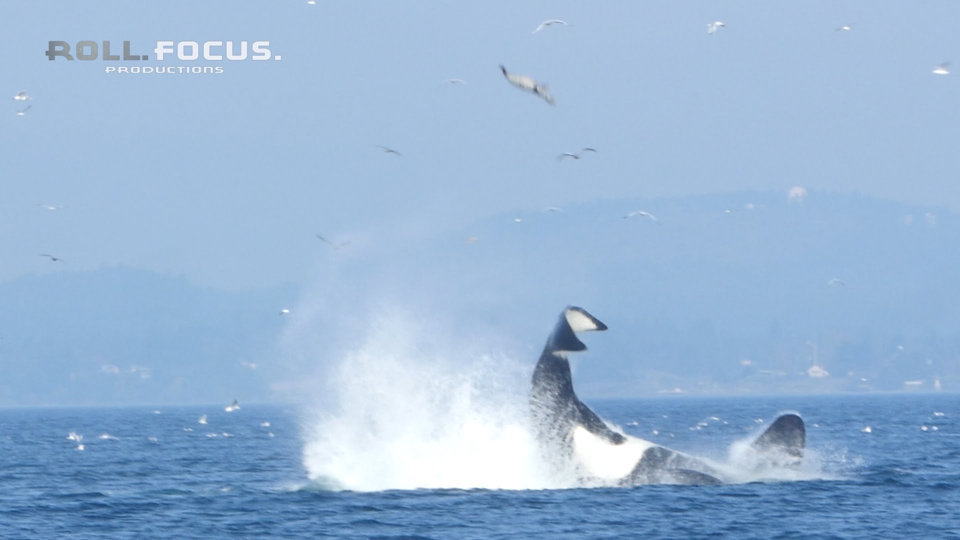 Transient orca punts a seal 80 feet into the air near Victoria, BC ...