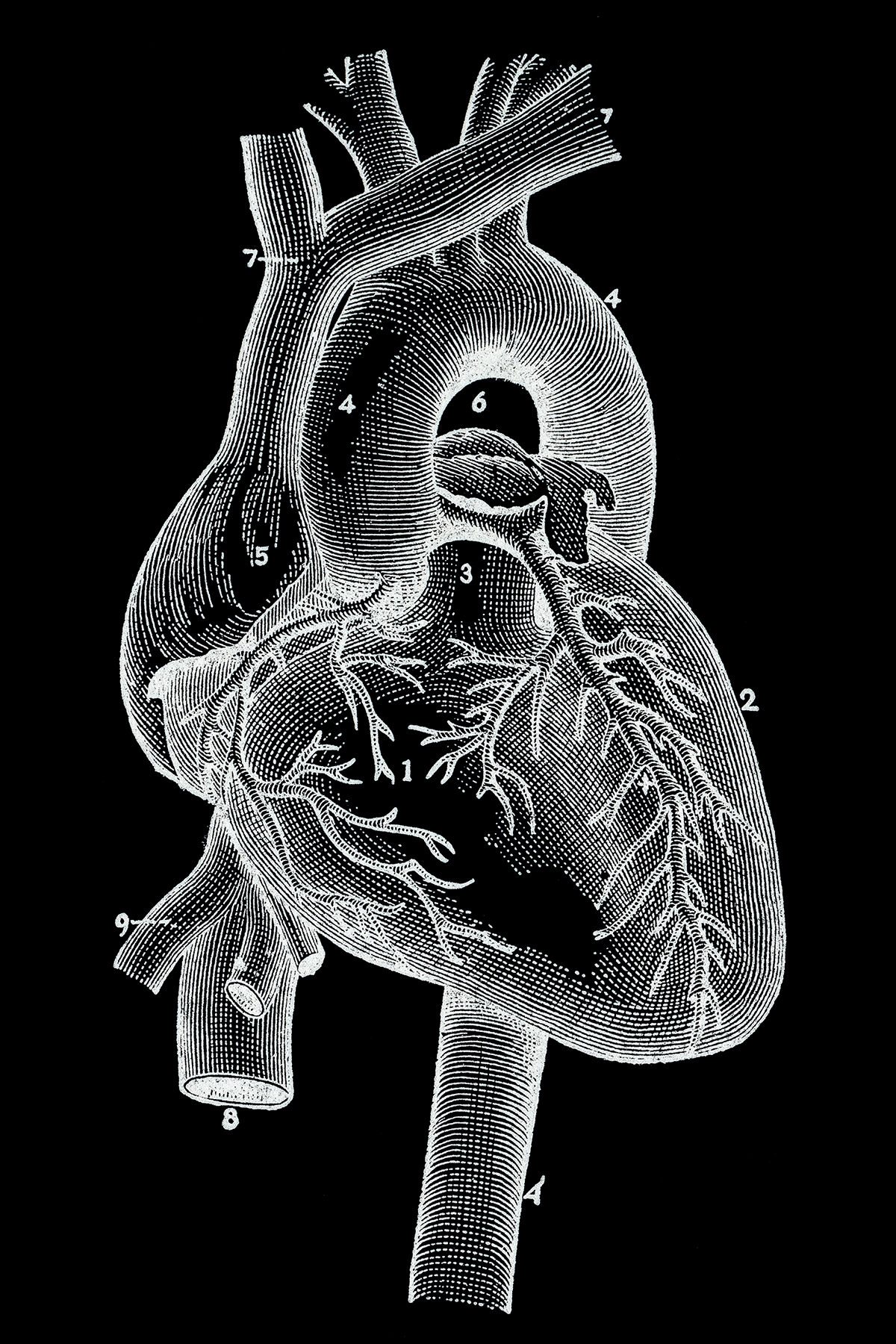 Inverted Vintage Anatomy Illustration - Human Heart Blood Vessels, Academical, Nicolasraymond, Scan, Right, HQ Photo