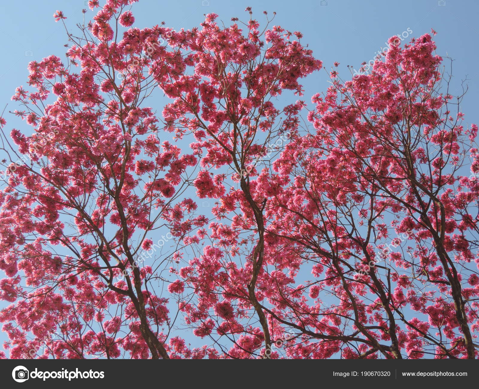 Pink ipe flowers — Stock Photo © luisrftc #190670320