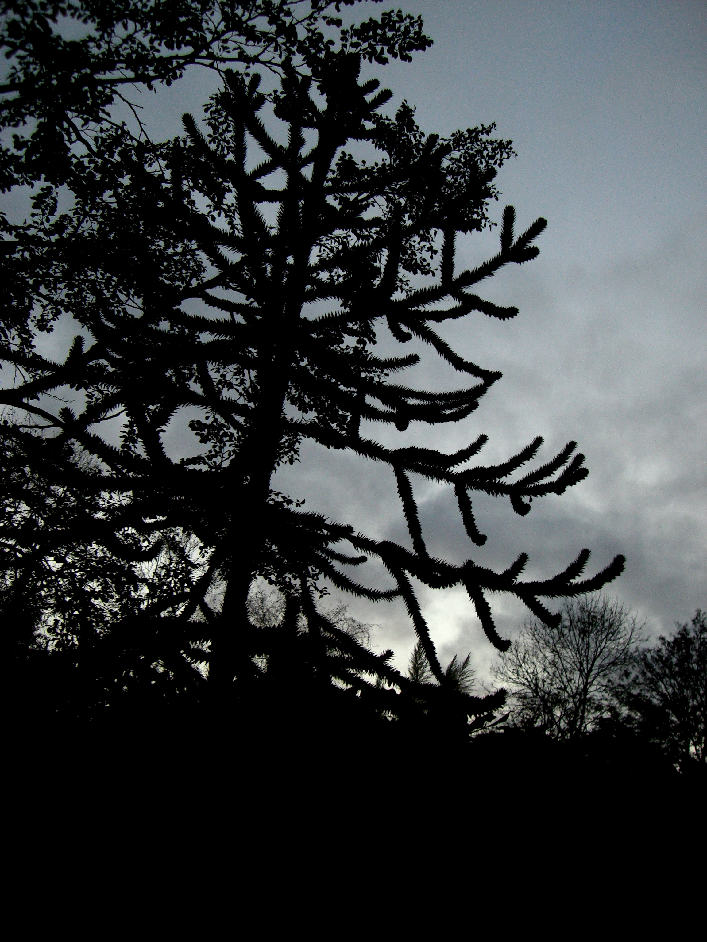 Ireland - spiny tree photo
