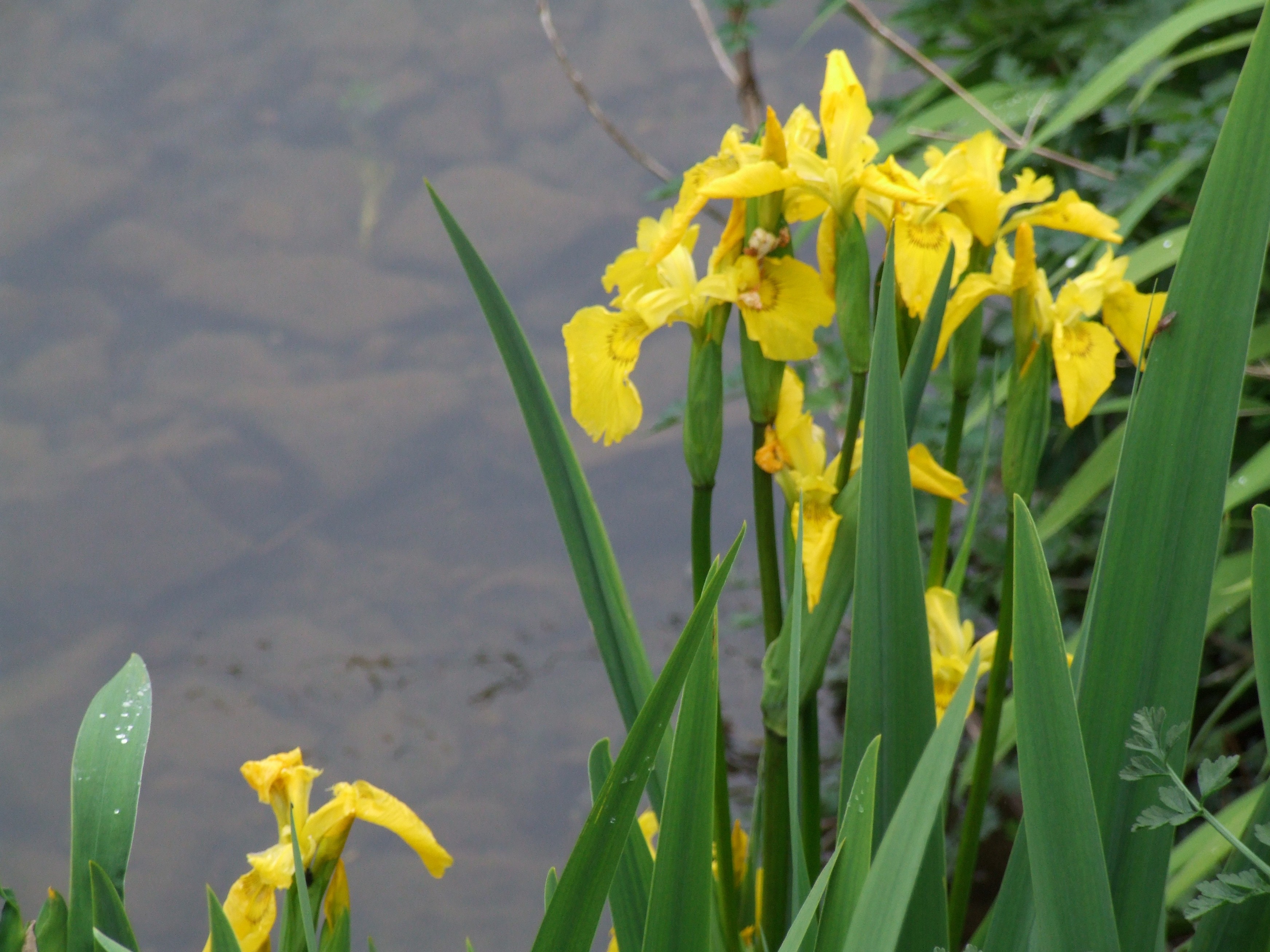 Iris pseudacorus Ирис желтый