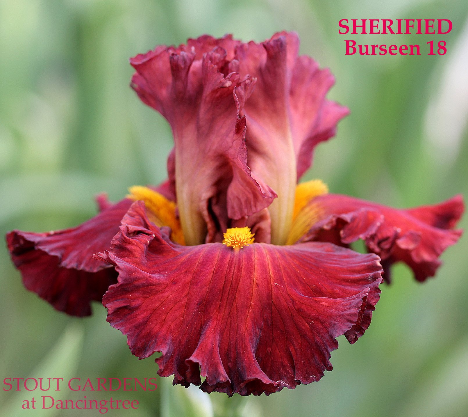 Iris SHERIFIED – Stout Gardens at Dancingtree