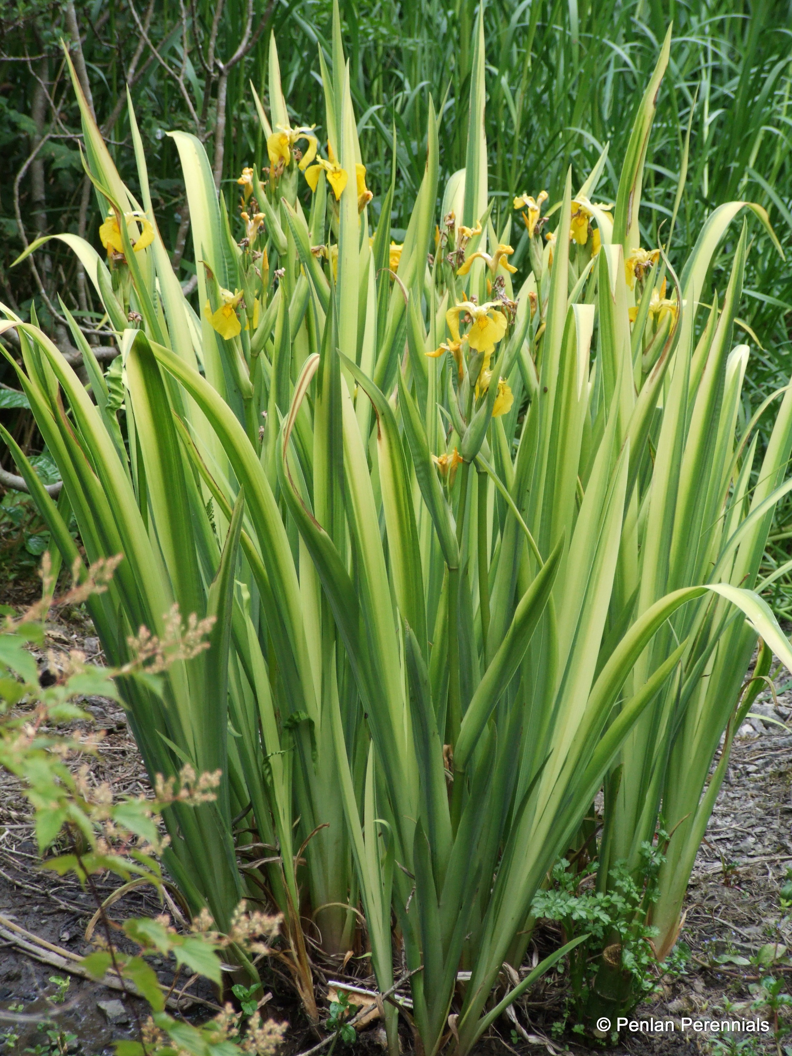 Iris pseudacorus 'Variegata' – Penlan Perennials Nursery