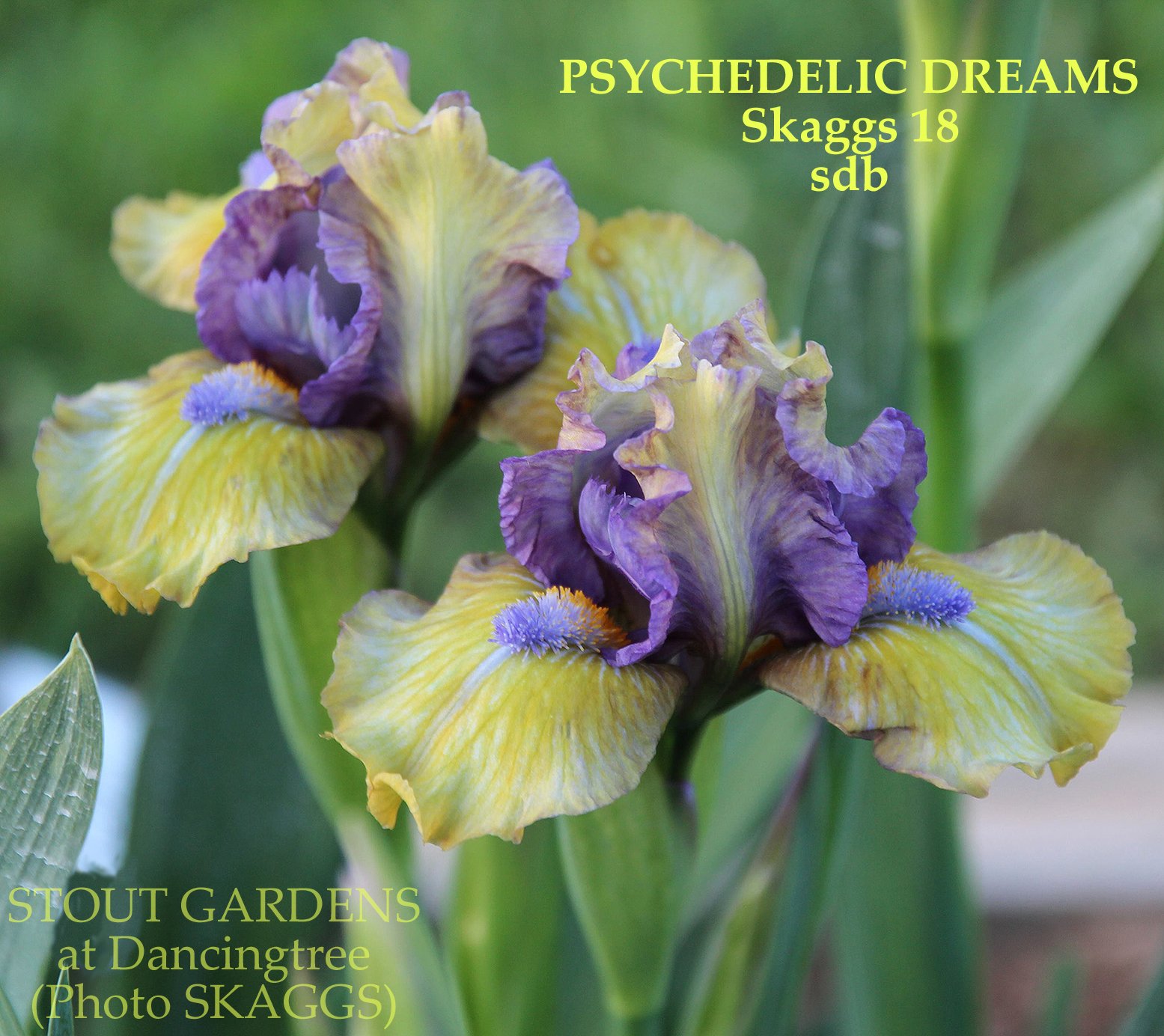 Iris PSYCHEDELIC DREAMS – Stout Gardens at Dancingtree