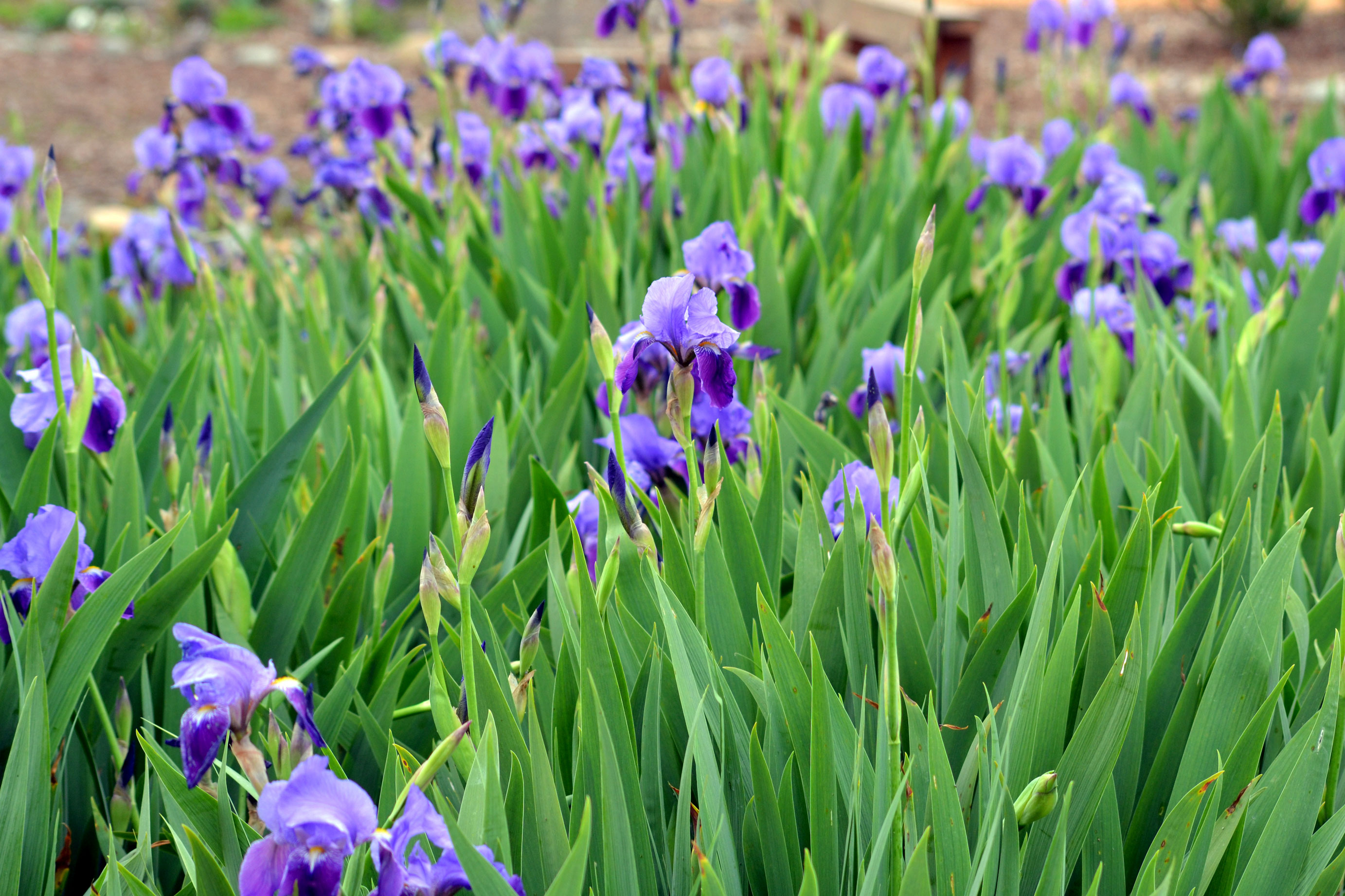 The language of flowers: Iris | Gardens For Goldens
