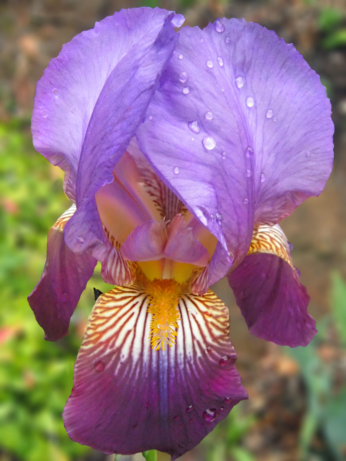 Iris subg. Iris - Wikipedia
