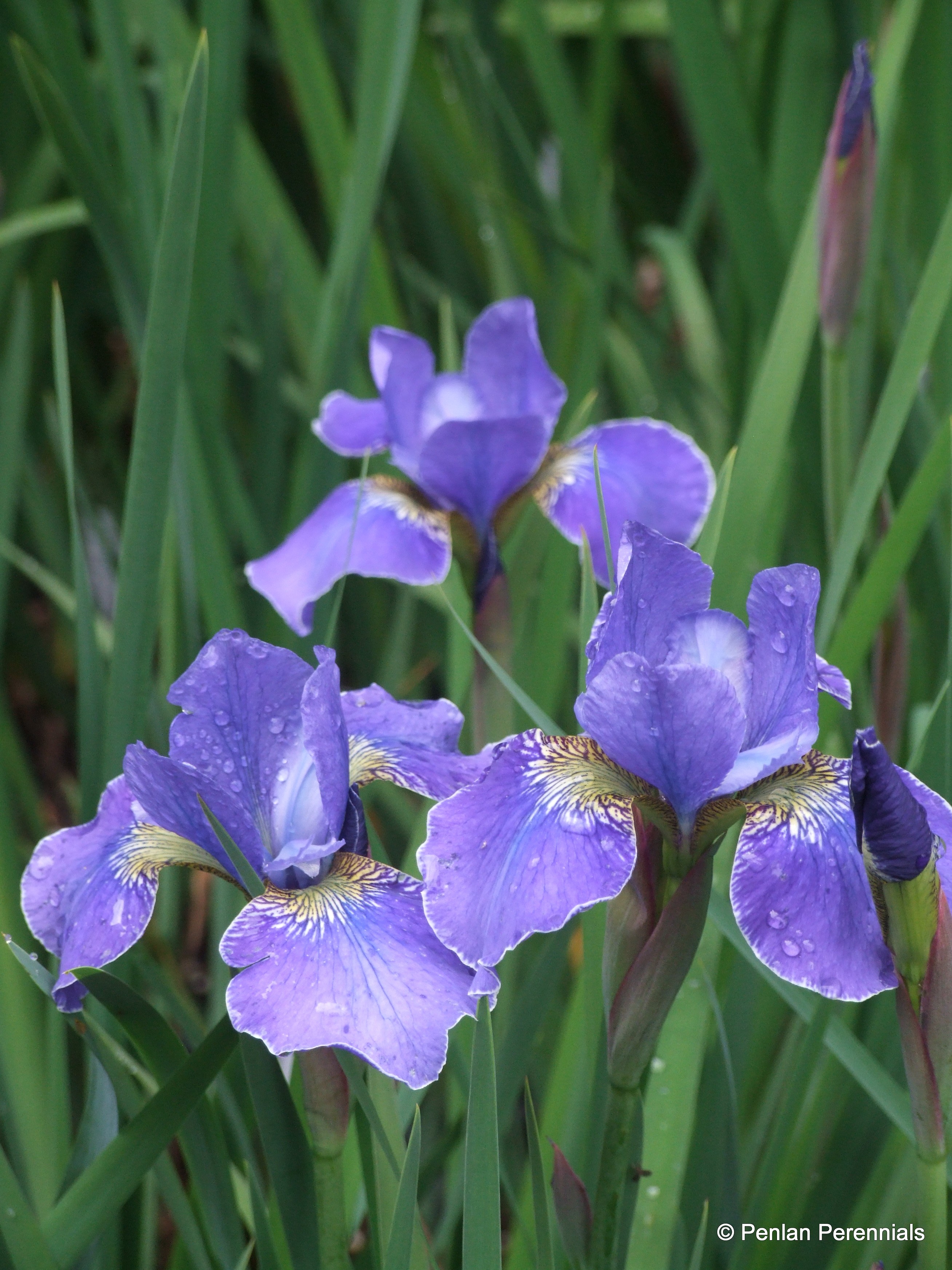 Iris sibirica 'Silver Edge' – Penlan Perennials Nursery