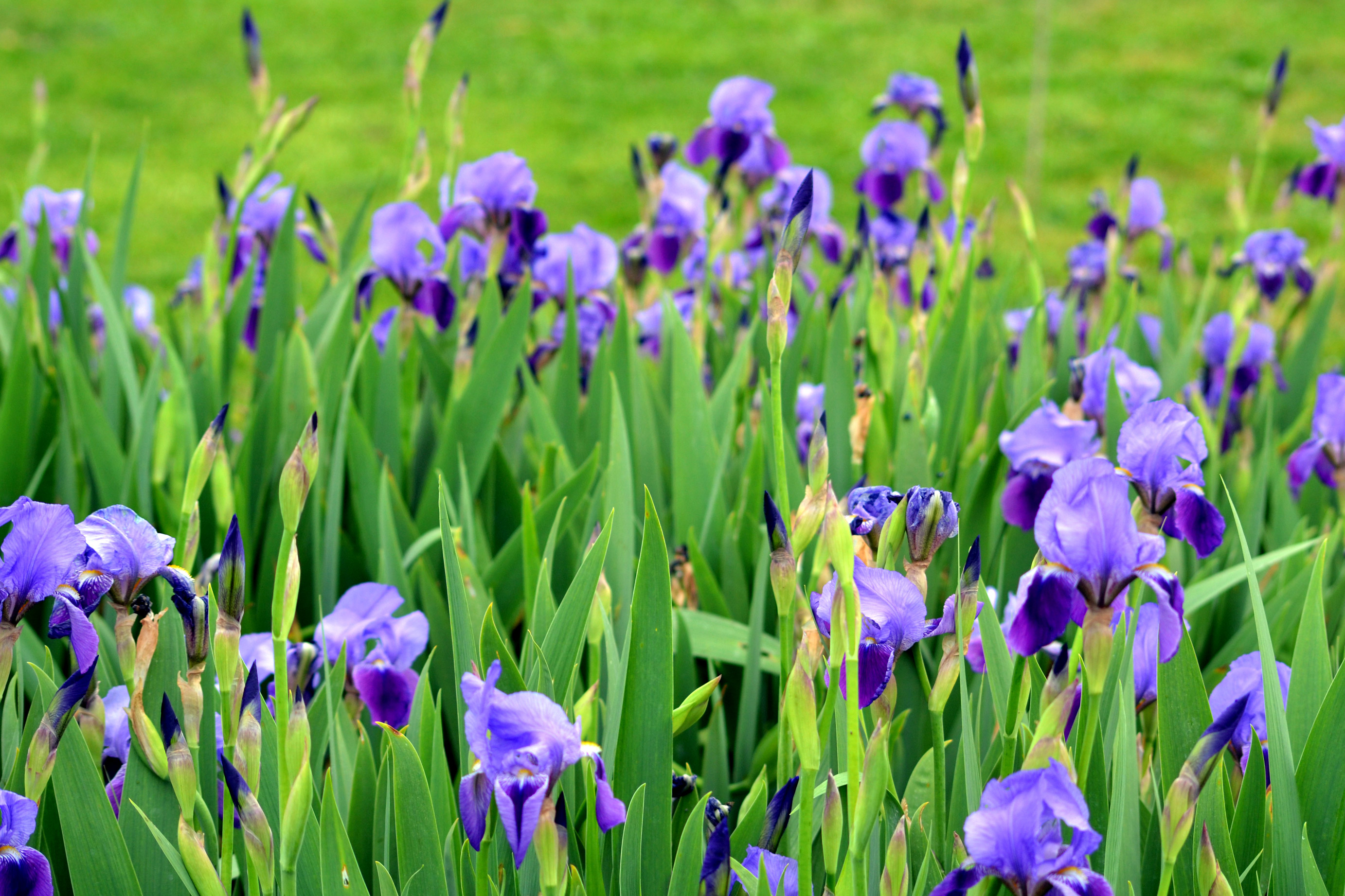 Iris | Gardens For Goldens
