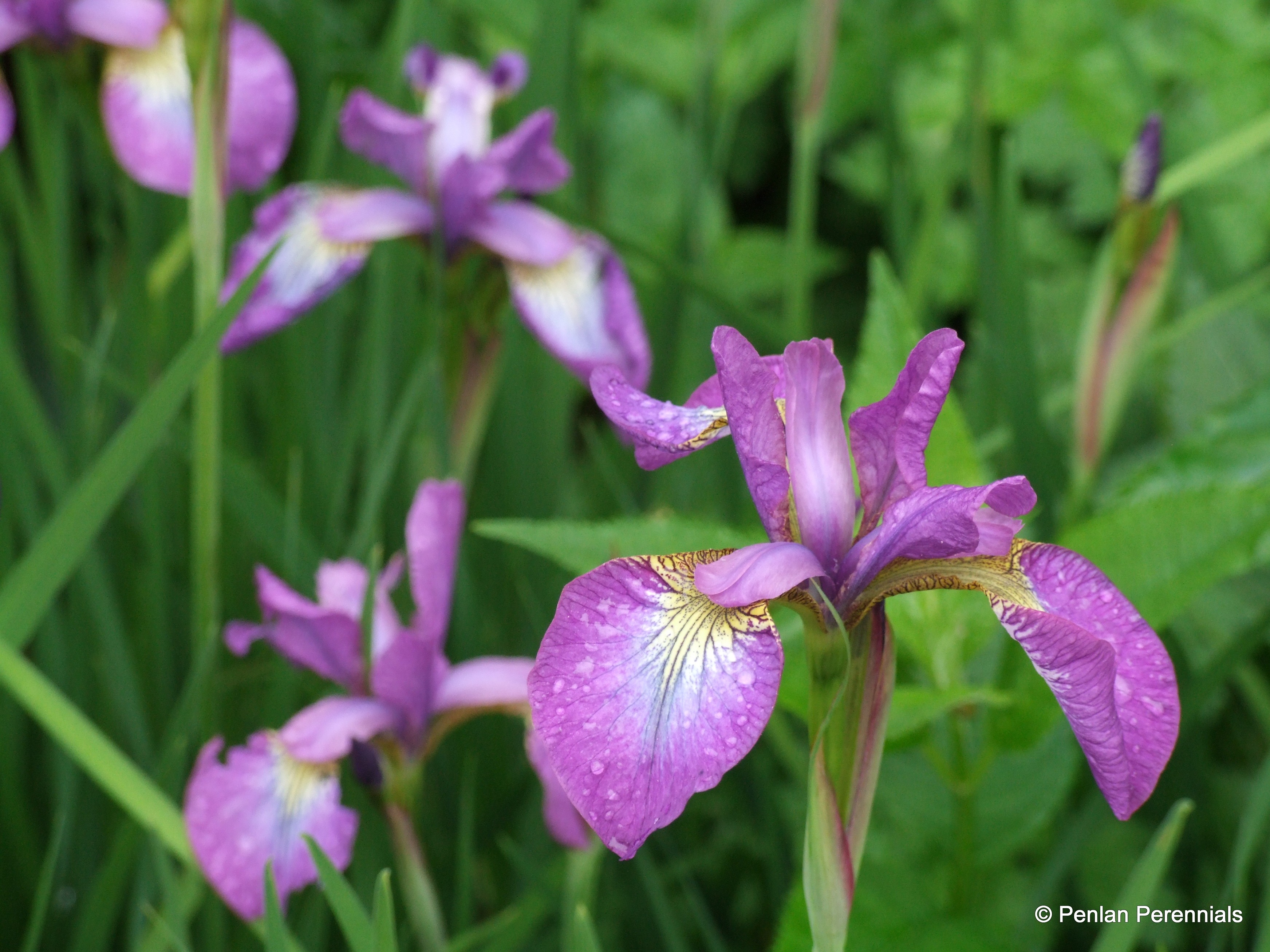 Iris sibirica 'Sparkling Rosé' – Penlan Perennials Nursery