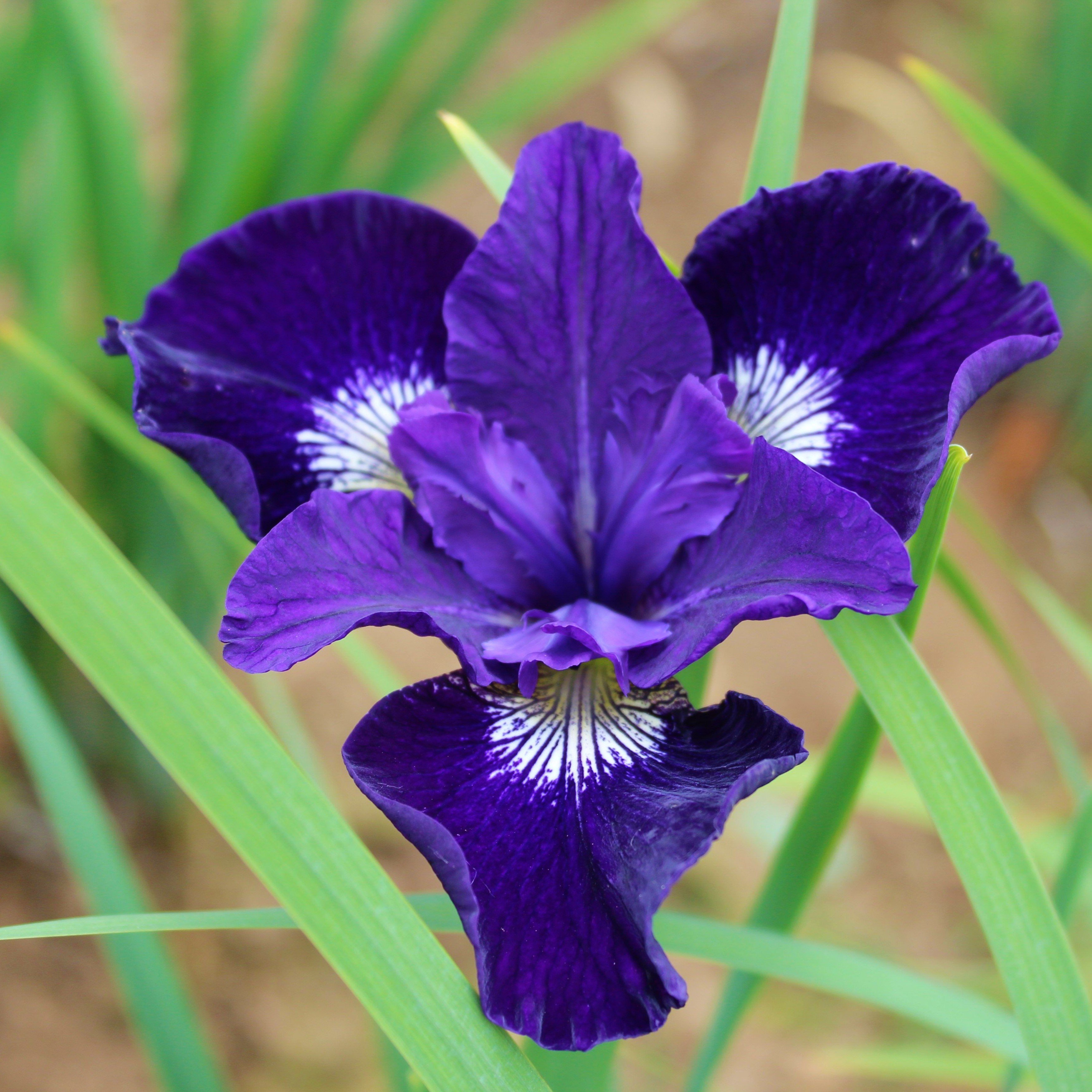 Siberian Iris Blue King – Easy To Grow Bulbs
