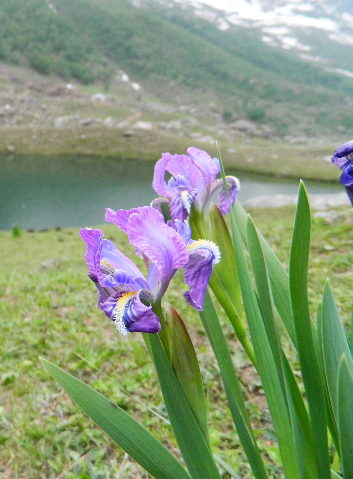Iris hookeriana - Wikipedia