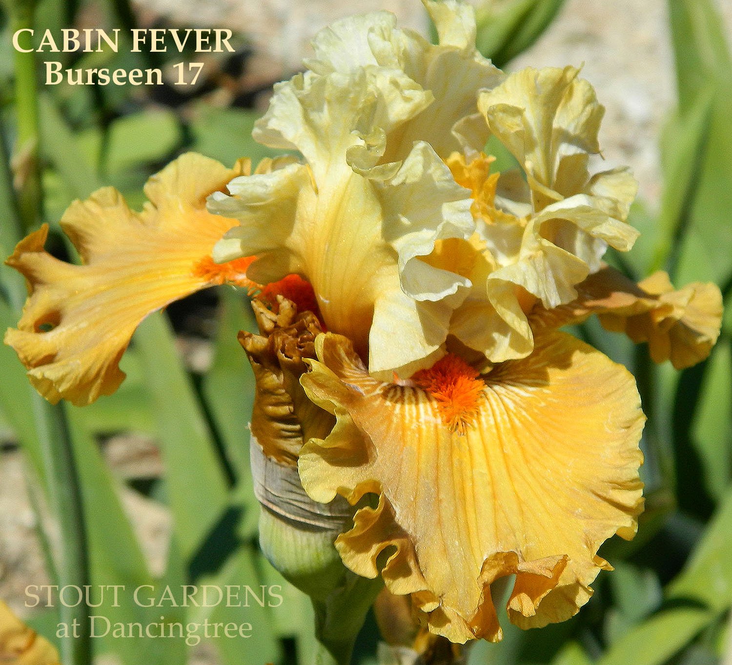 Iris CABIN FEVER – Stout Gardens at Dancingtree
