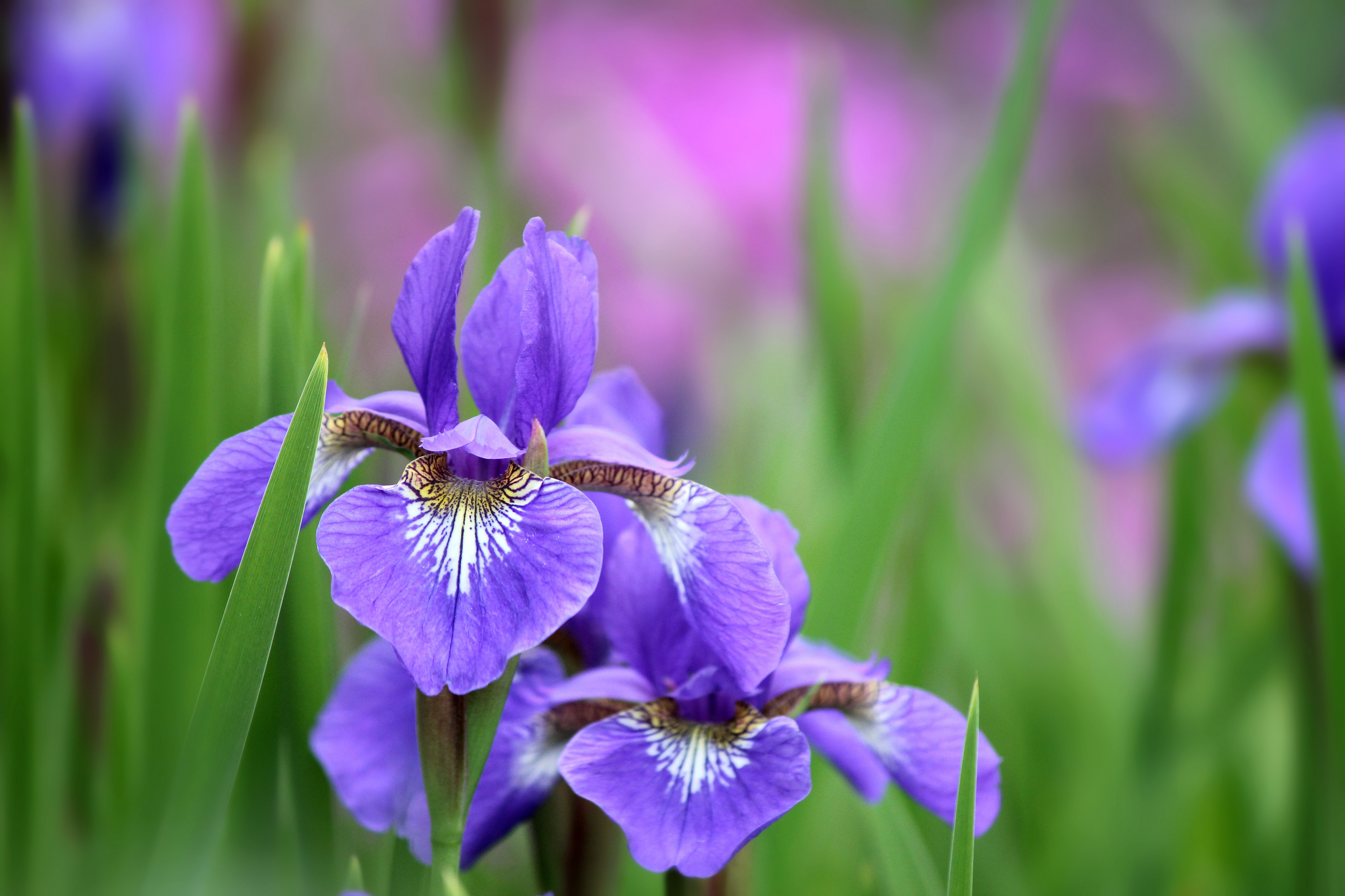 53 Iris HD Wallpapers | Background Images - Wallpaper Abyss