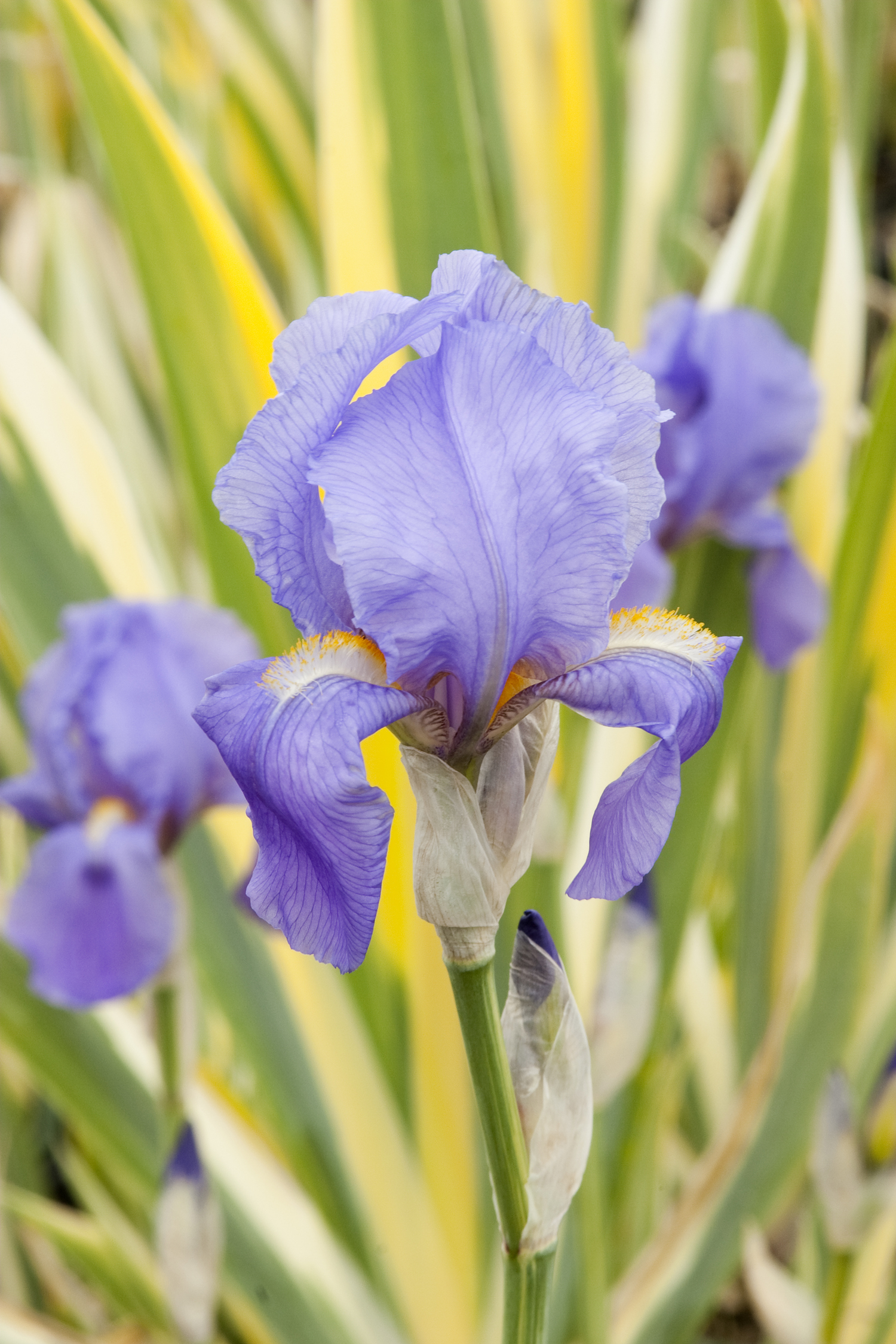 Variegated Sweet Iris - Monrovia - Variegated Sweet Iris