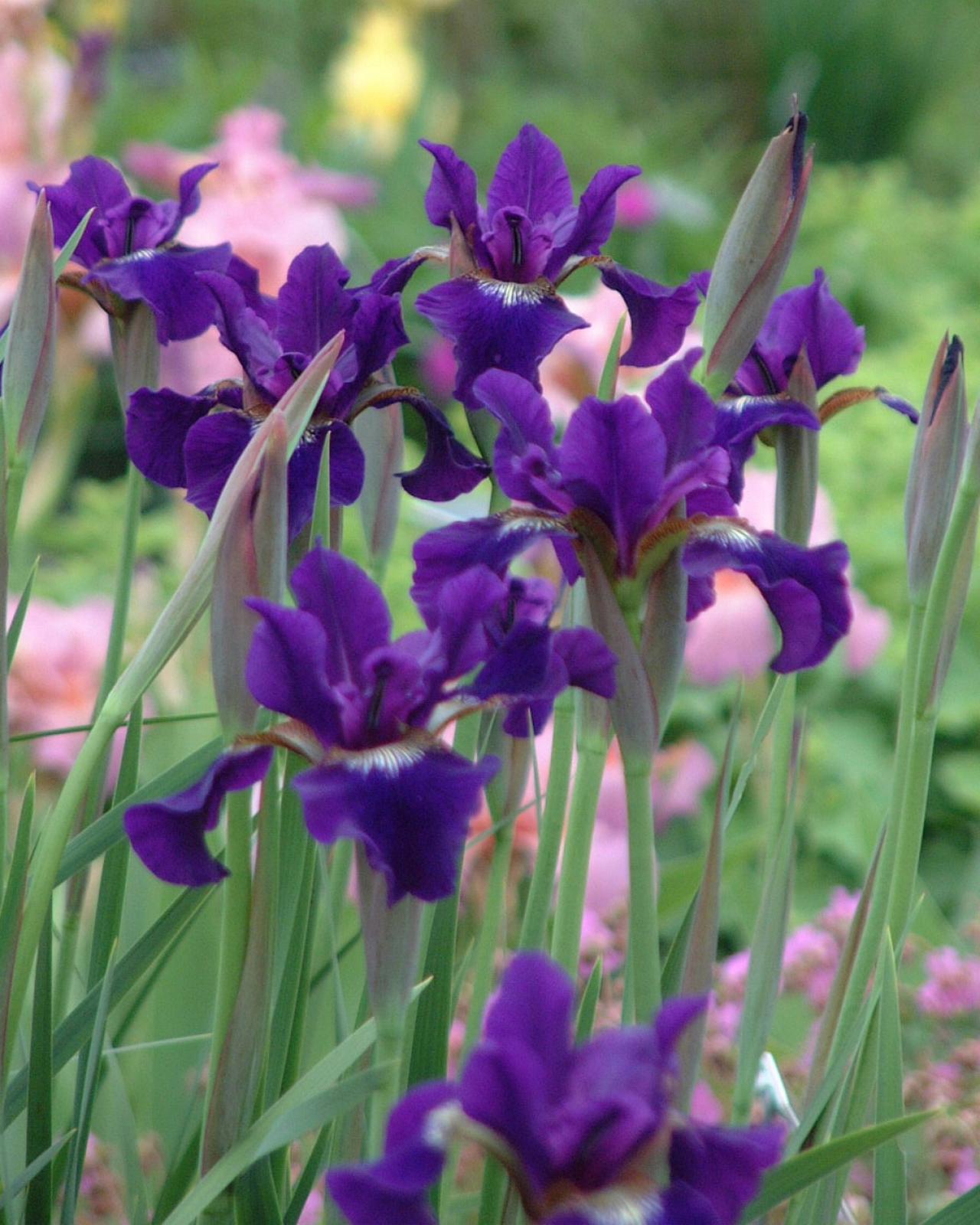 Iris Flowers | HGTV