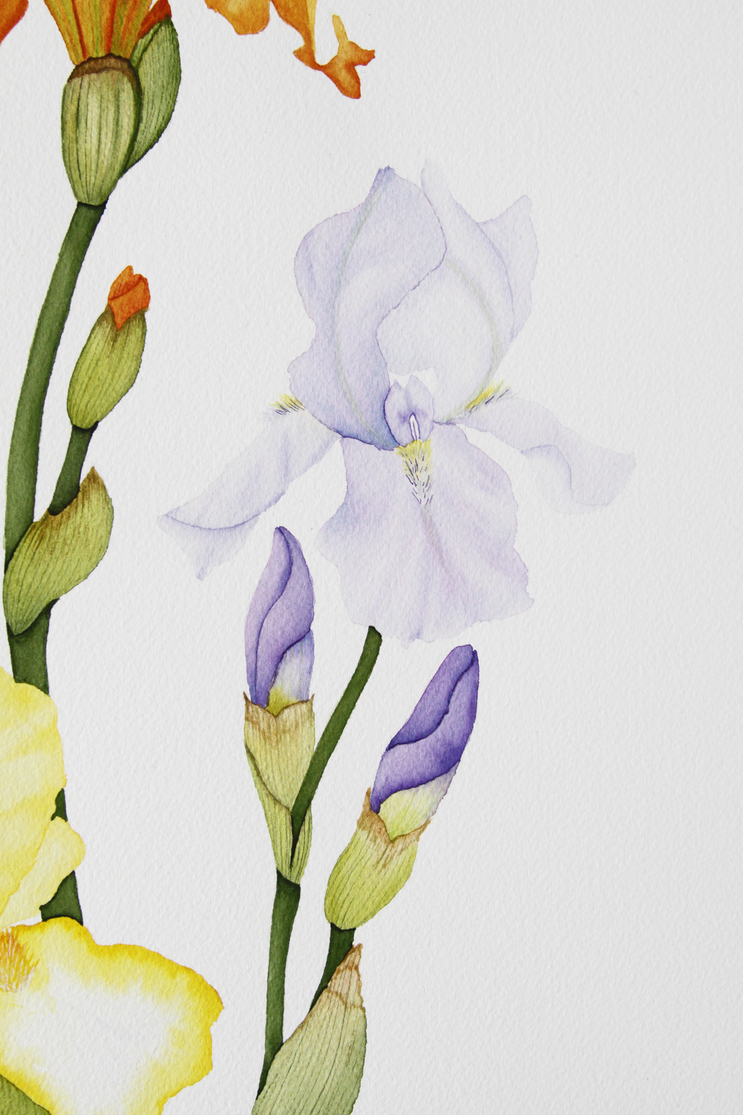 Colorful Spring Iris Watercolor Painting — My Giant Strawberry