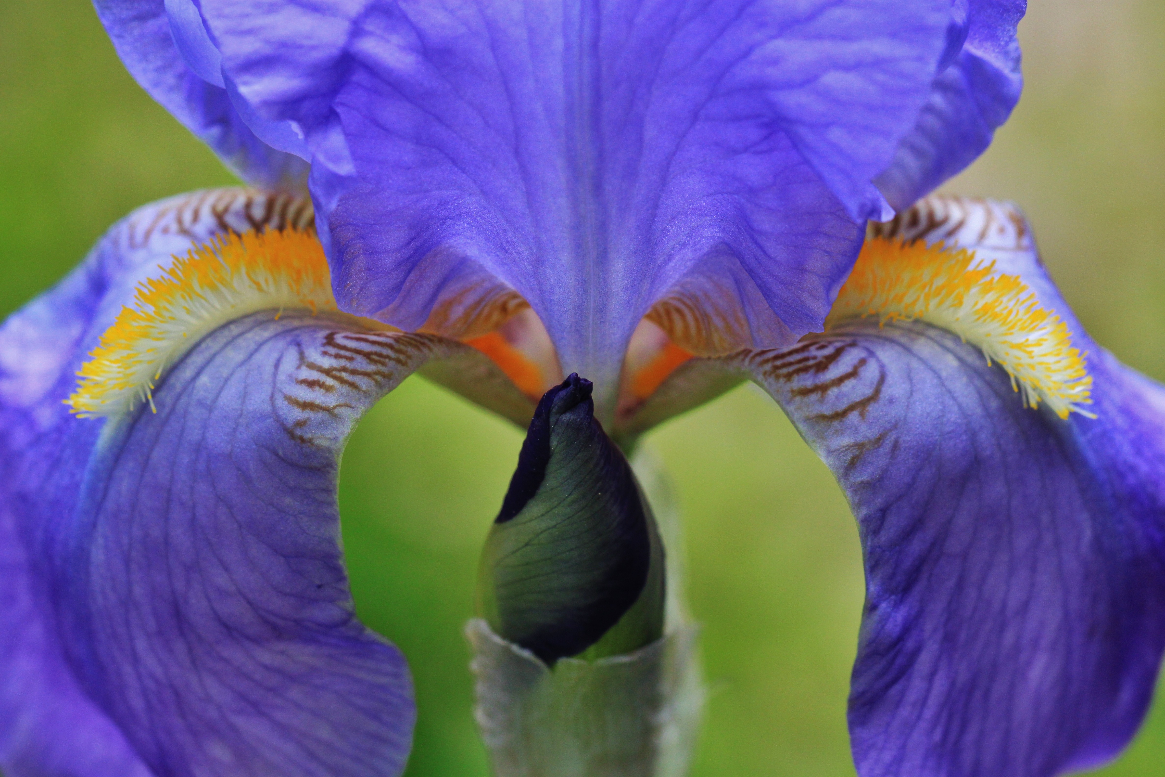 Free photo  Iris  Blooming Flower Fragrance Free 