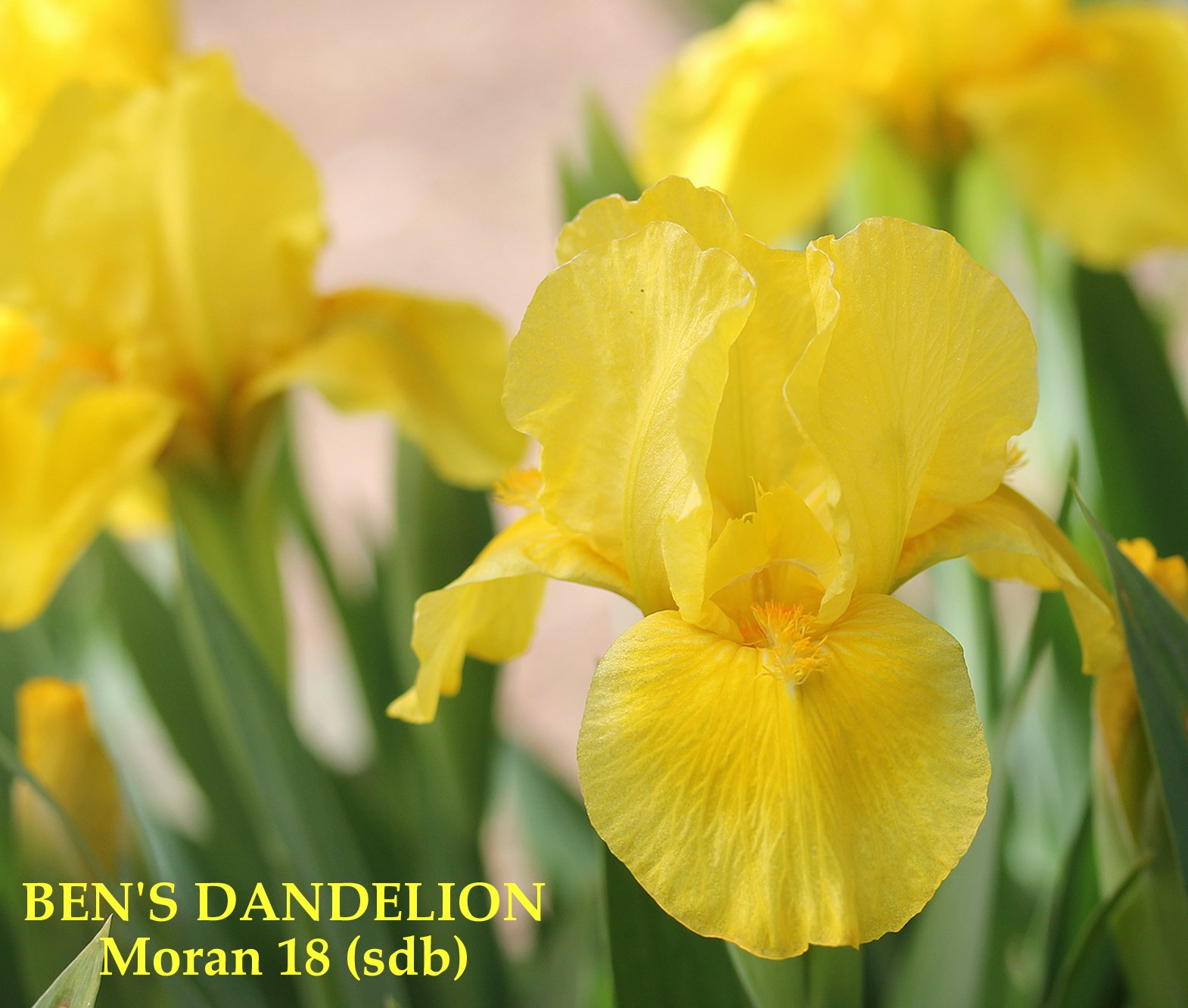 Iris BEN'S DANDELION – Stout Gardens at Dancingtree