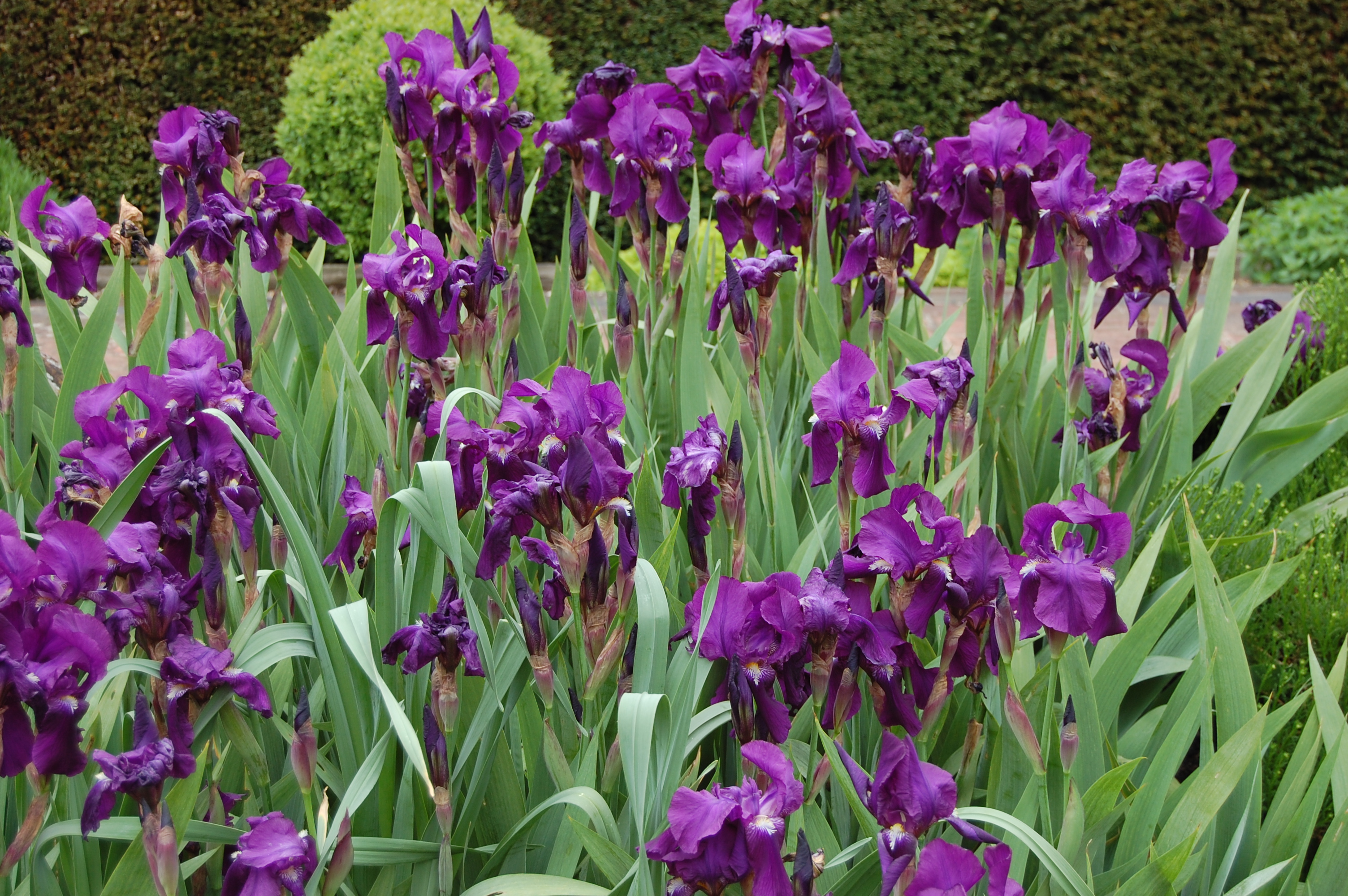 Purple Flag Iris | landscape architect's pages
