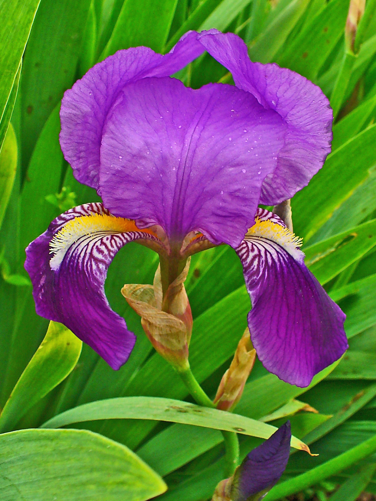 File:Iris germanica 0003.JPG - Wikimedia Commons