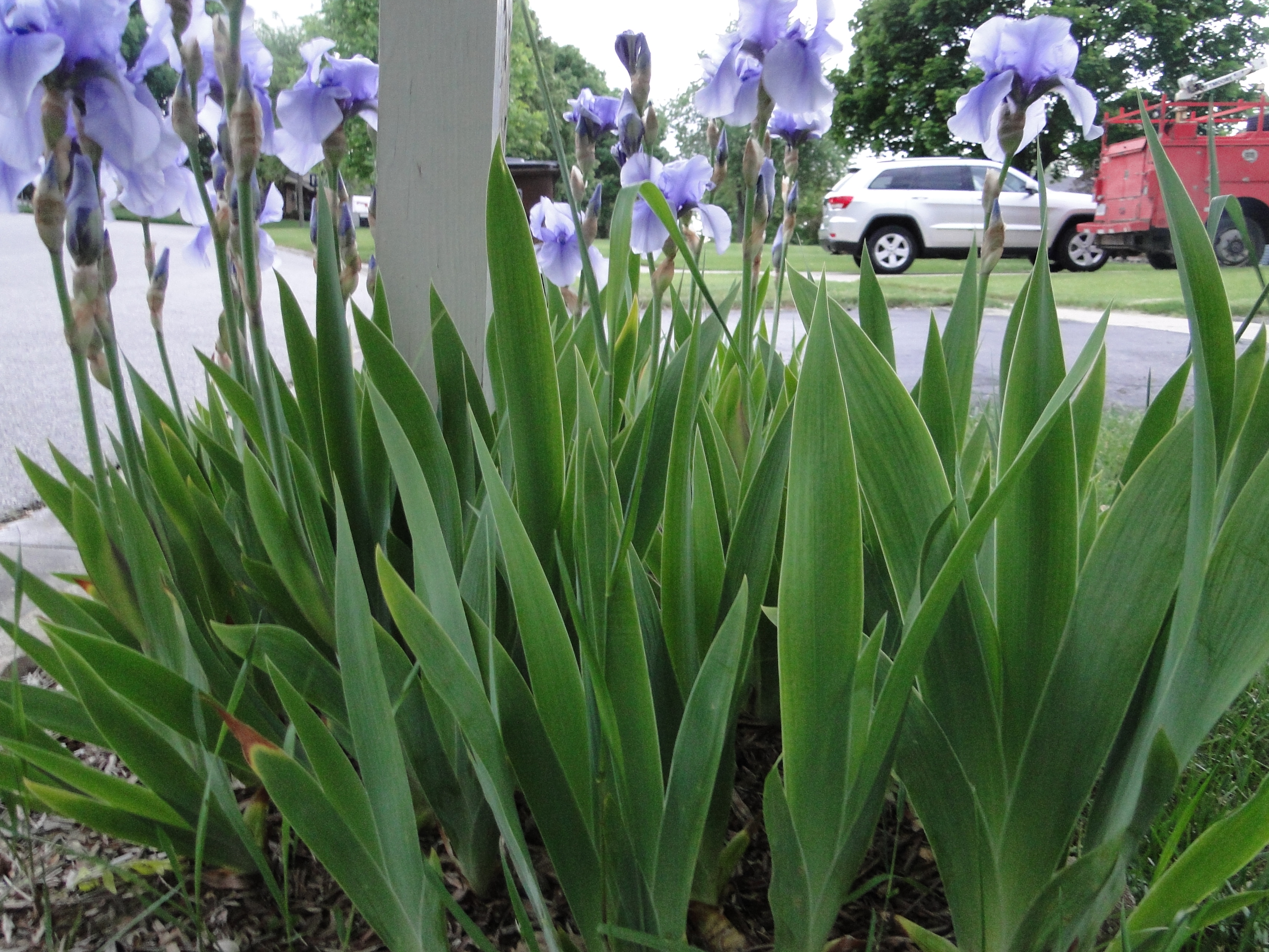 Iris germanica (Iris, German Iris) | A Fascinating Green World