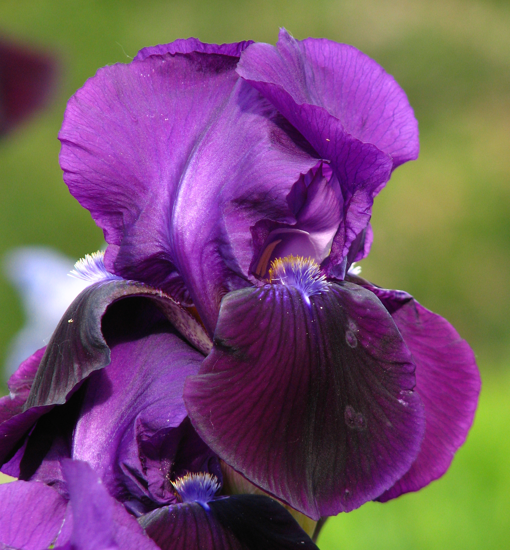 TB Iris germanica 'Sable' (Cook, 1936) | Beautiful Iris | Pinterest ...