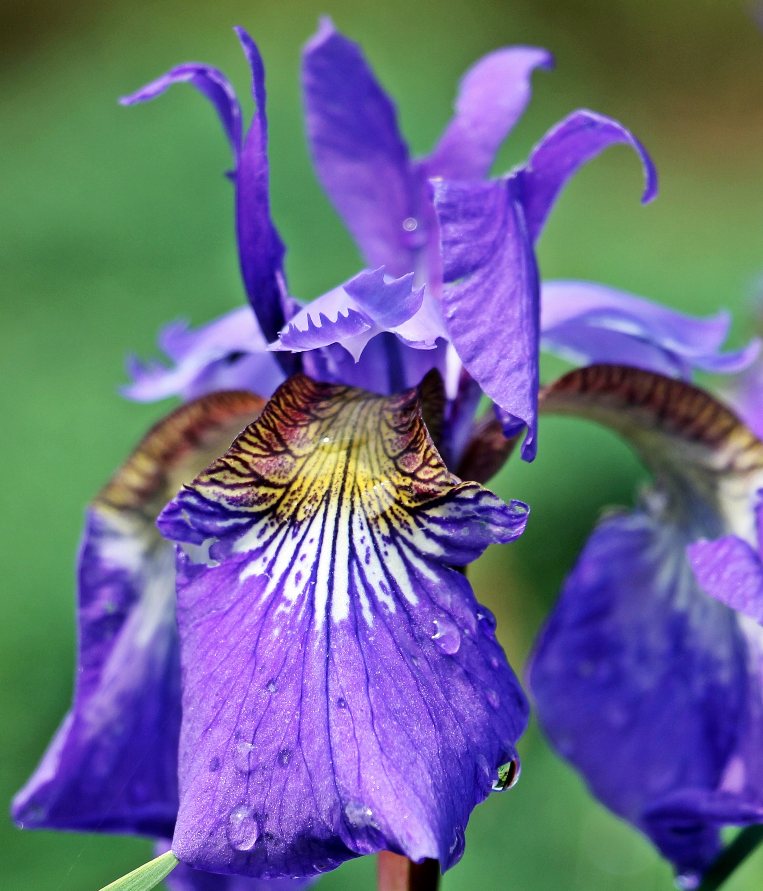 Iris in the garden photo