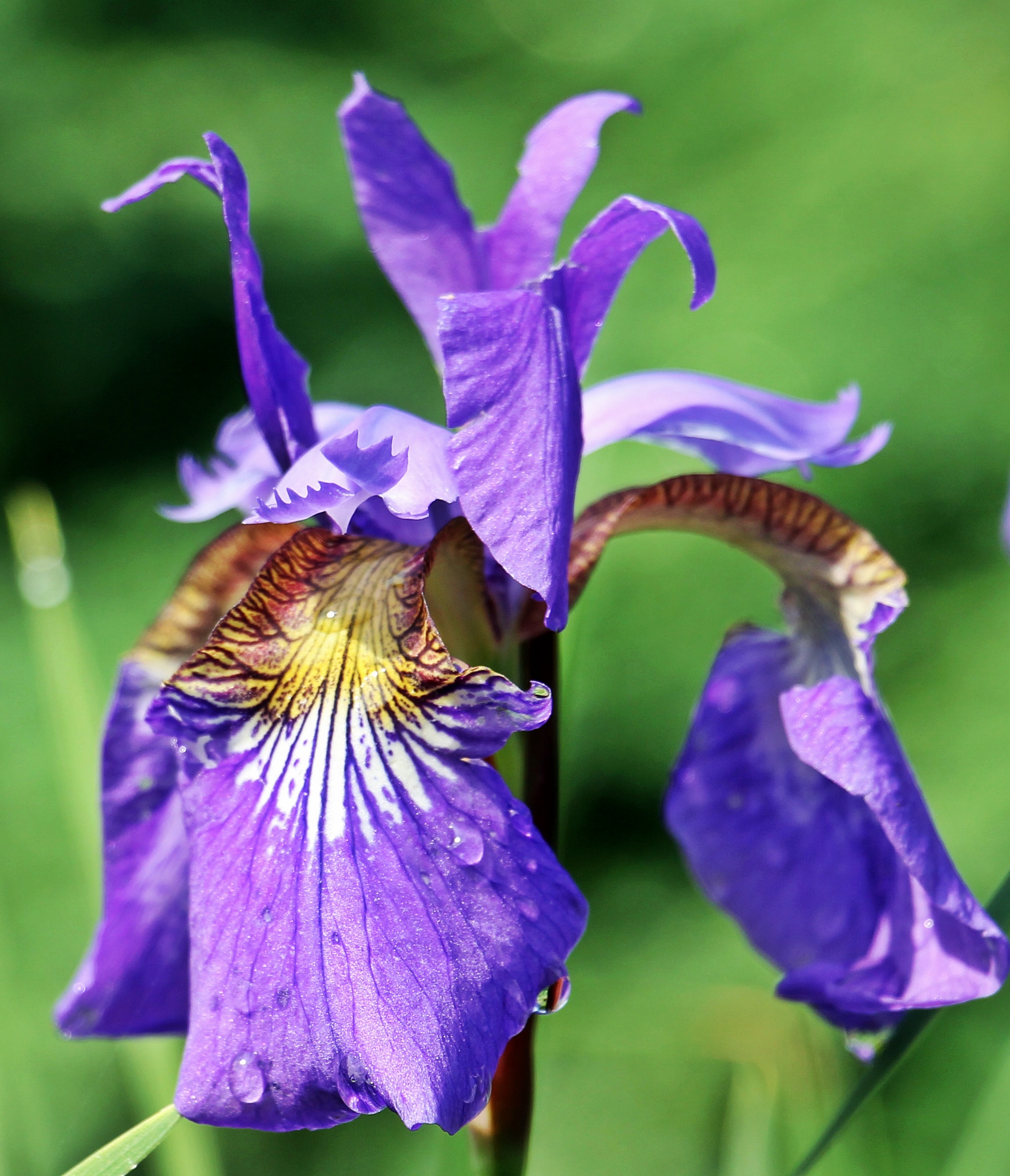 Iris in the garden photo