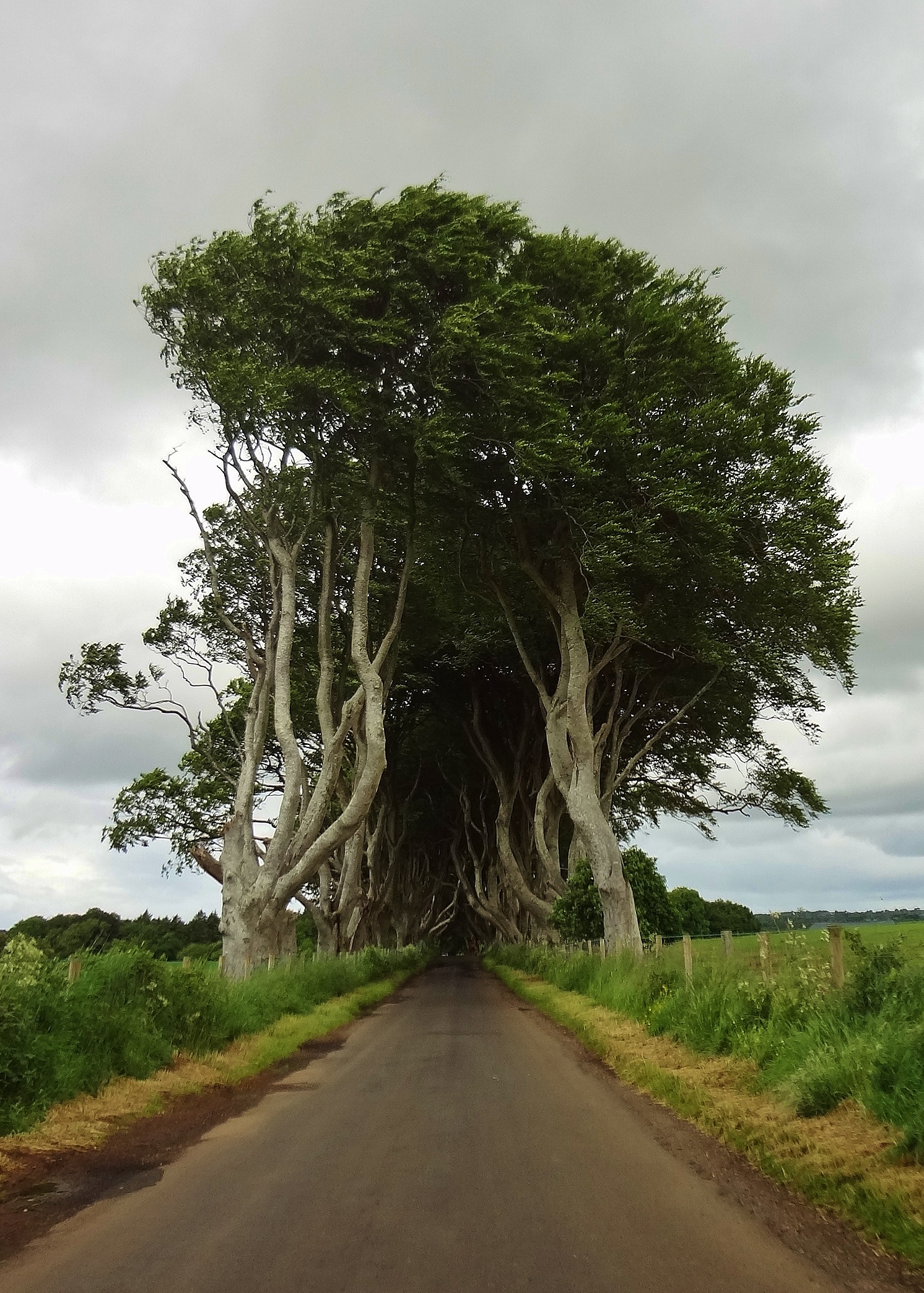 This Irish tree tunnel : pics