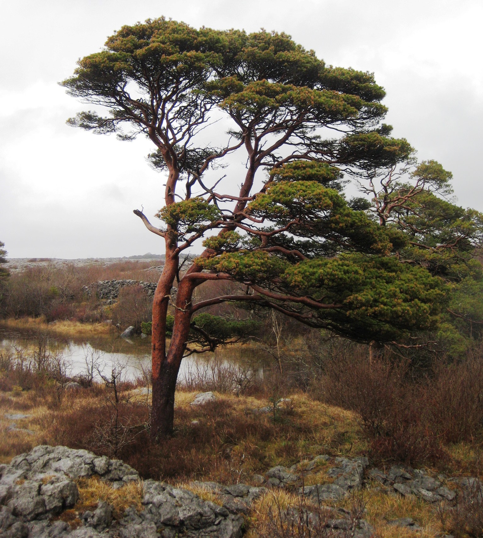 Scots Pine is Irish Through and Through : Trinity News and Events